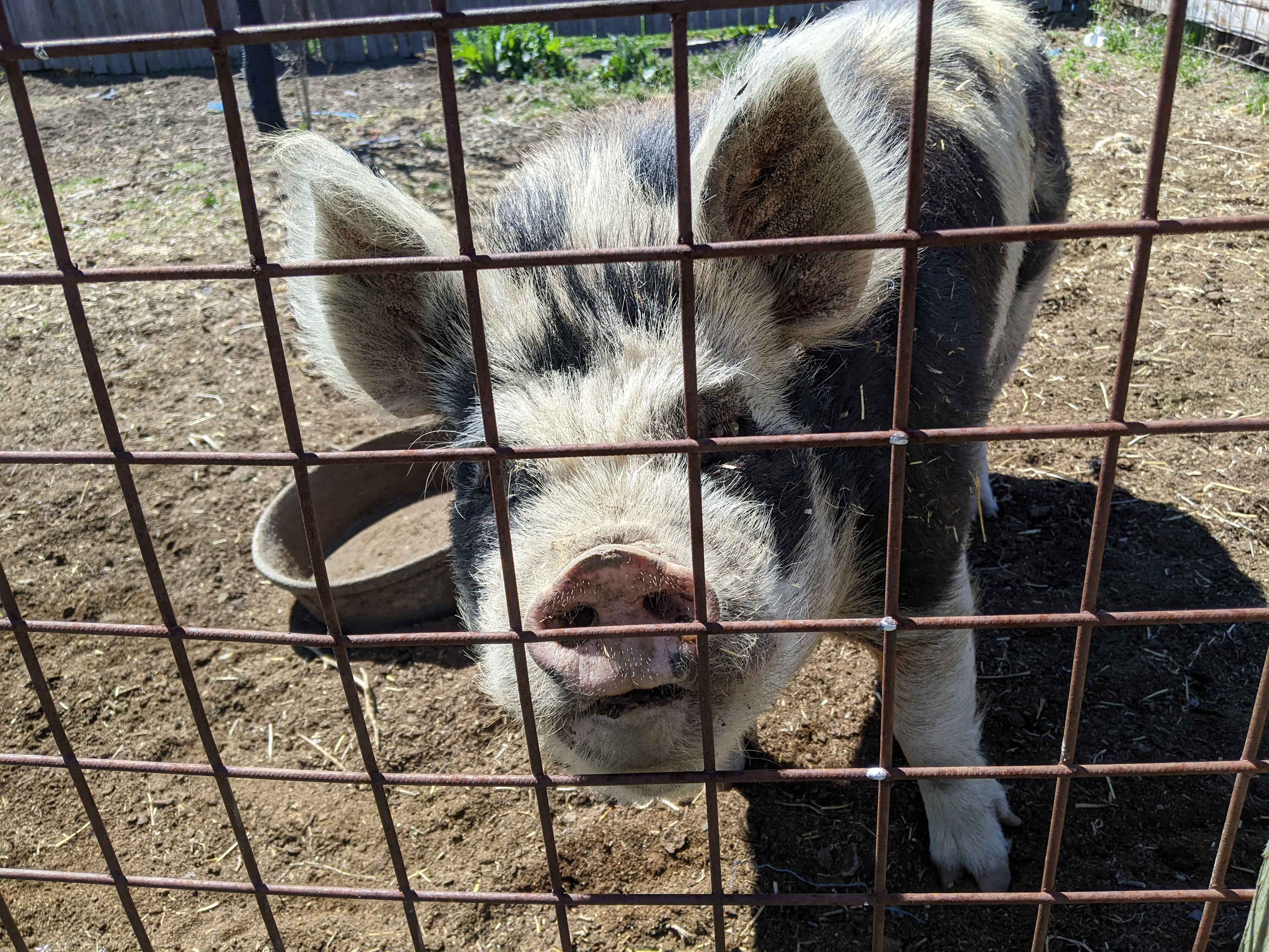 Crazy Cow Farm Adventures
