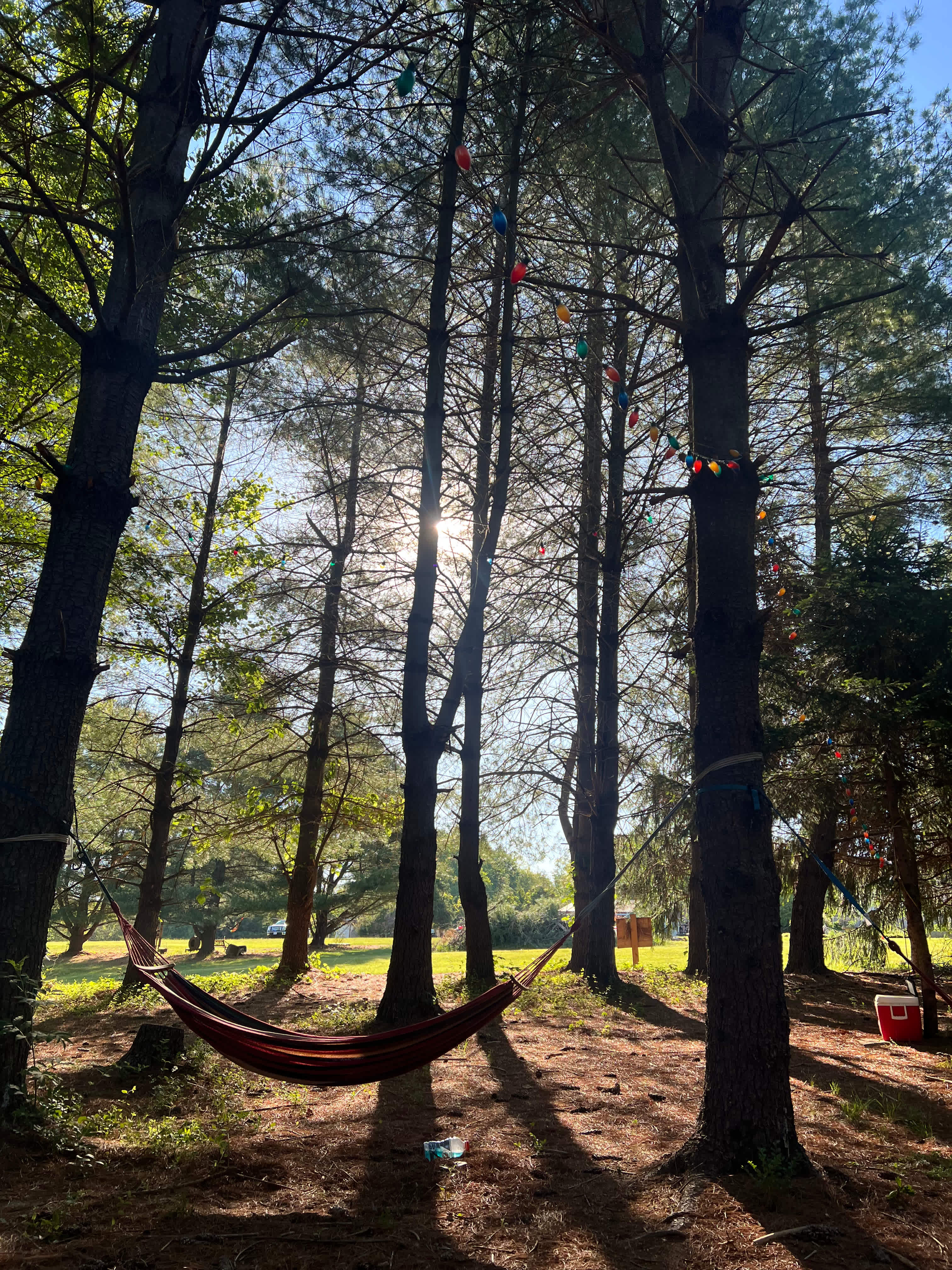 Hammock Forest