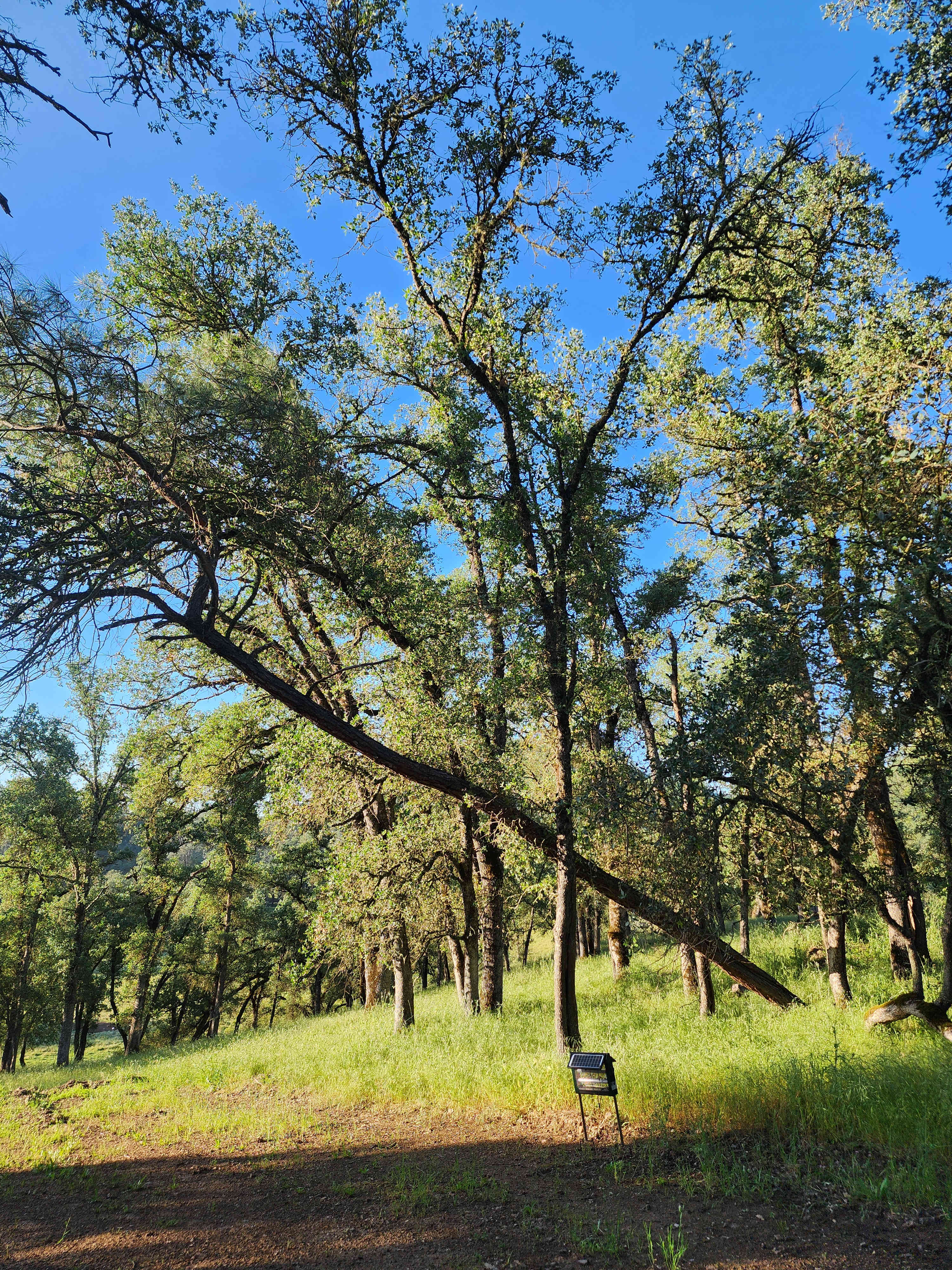 Cosumnes River Ranch