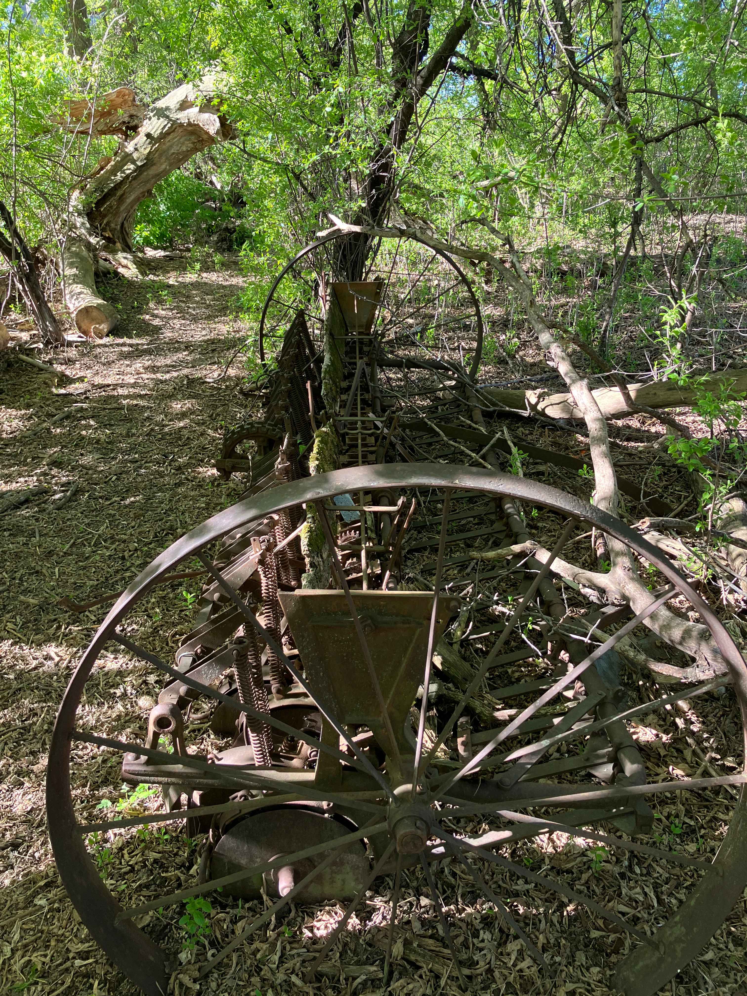 Along the trail around the property.  