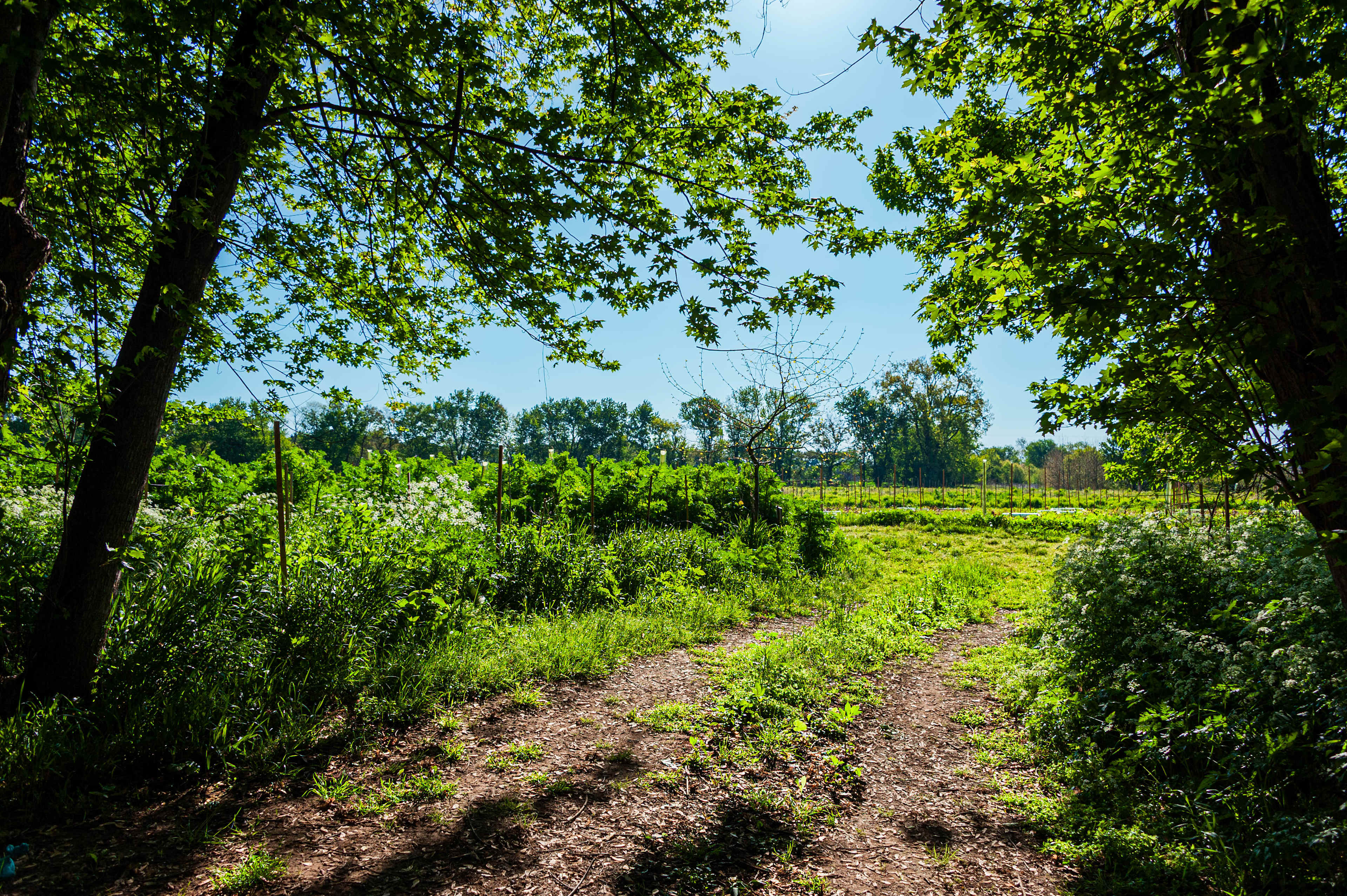 View of the field from inside Site 5