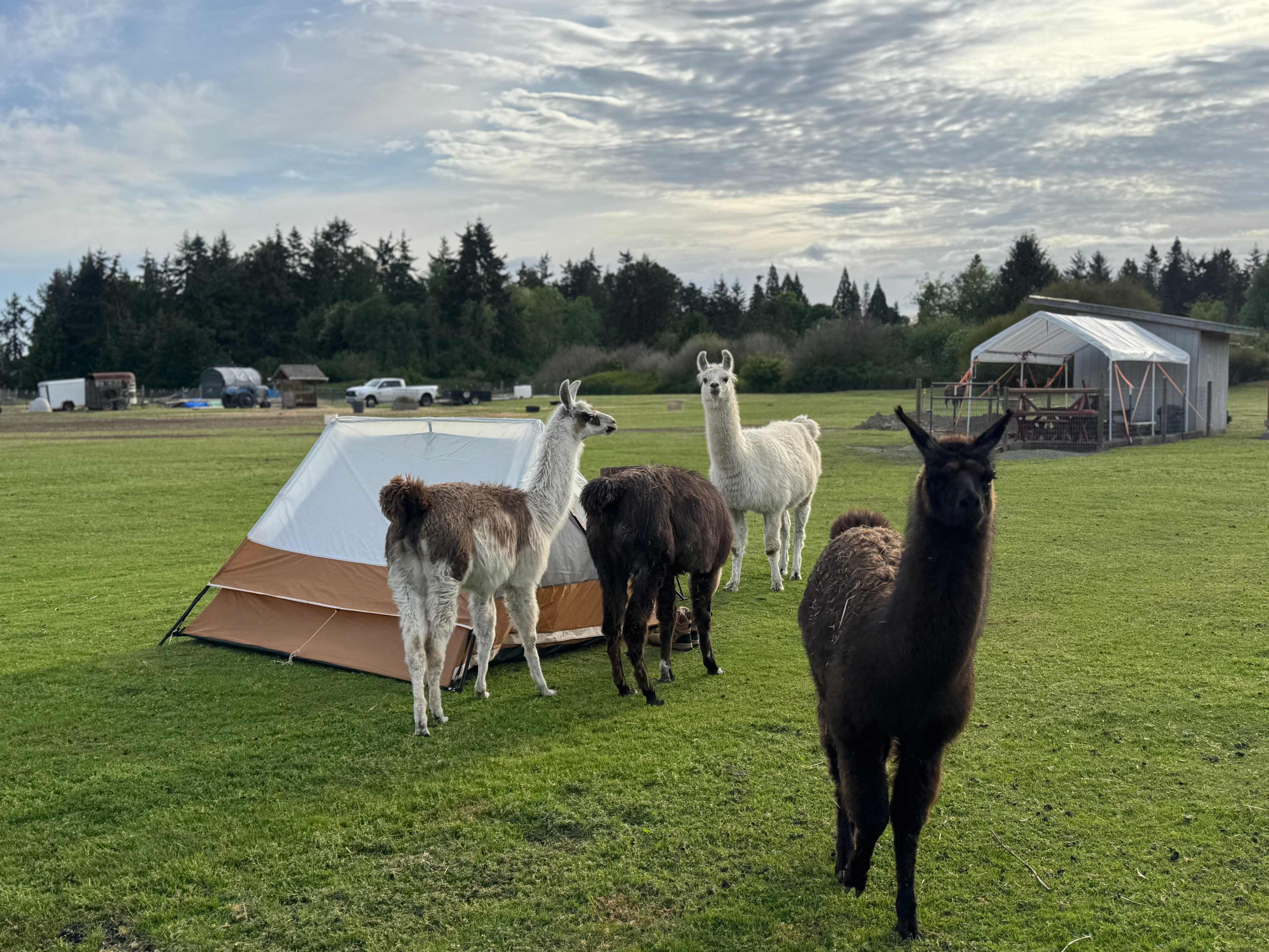 Run w/ Alpacas Farm Stay Port Angeles