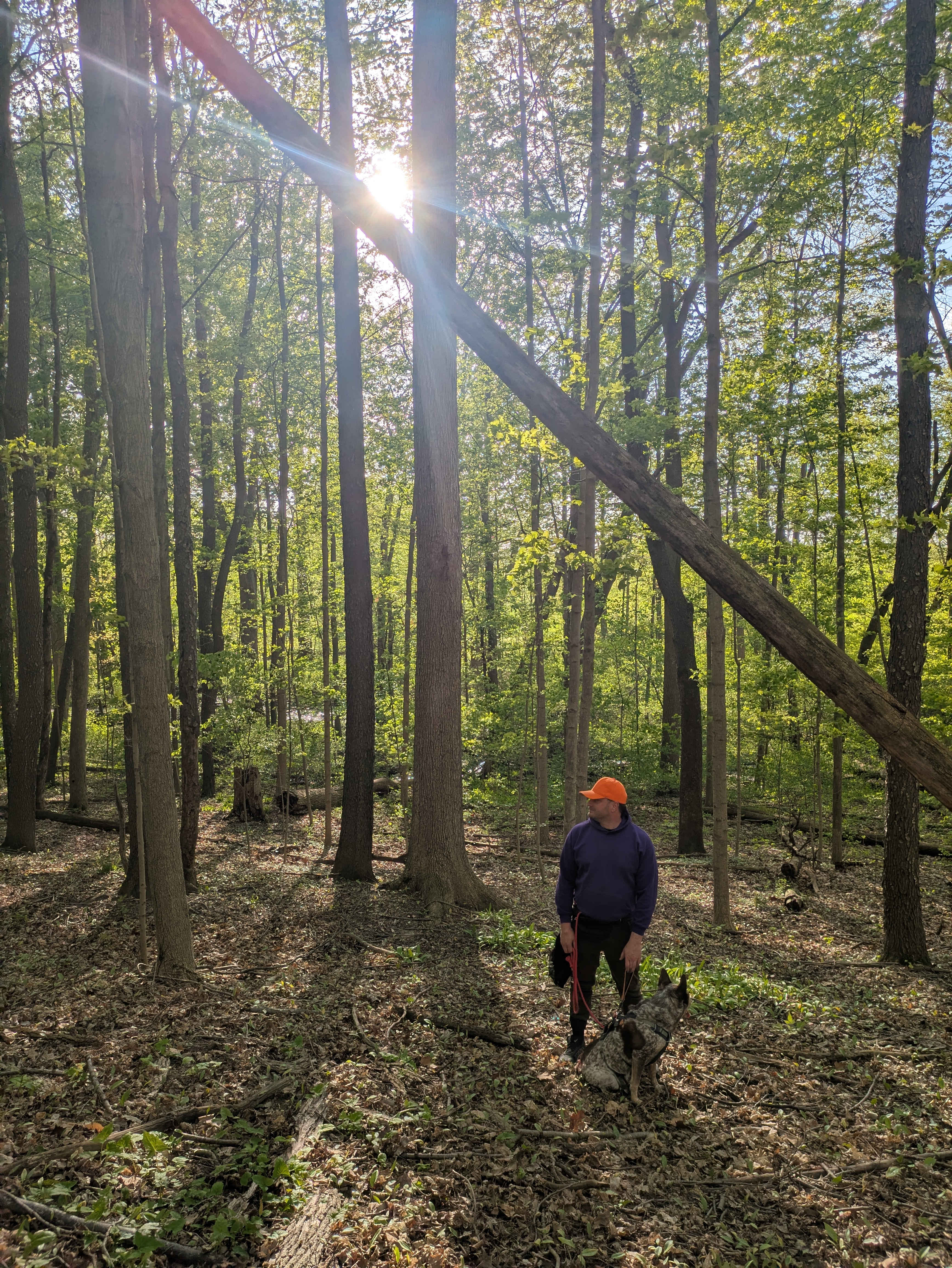 Beautiful trees surrounding the site