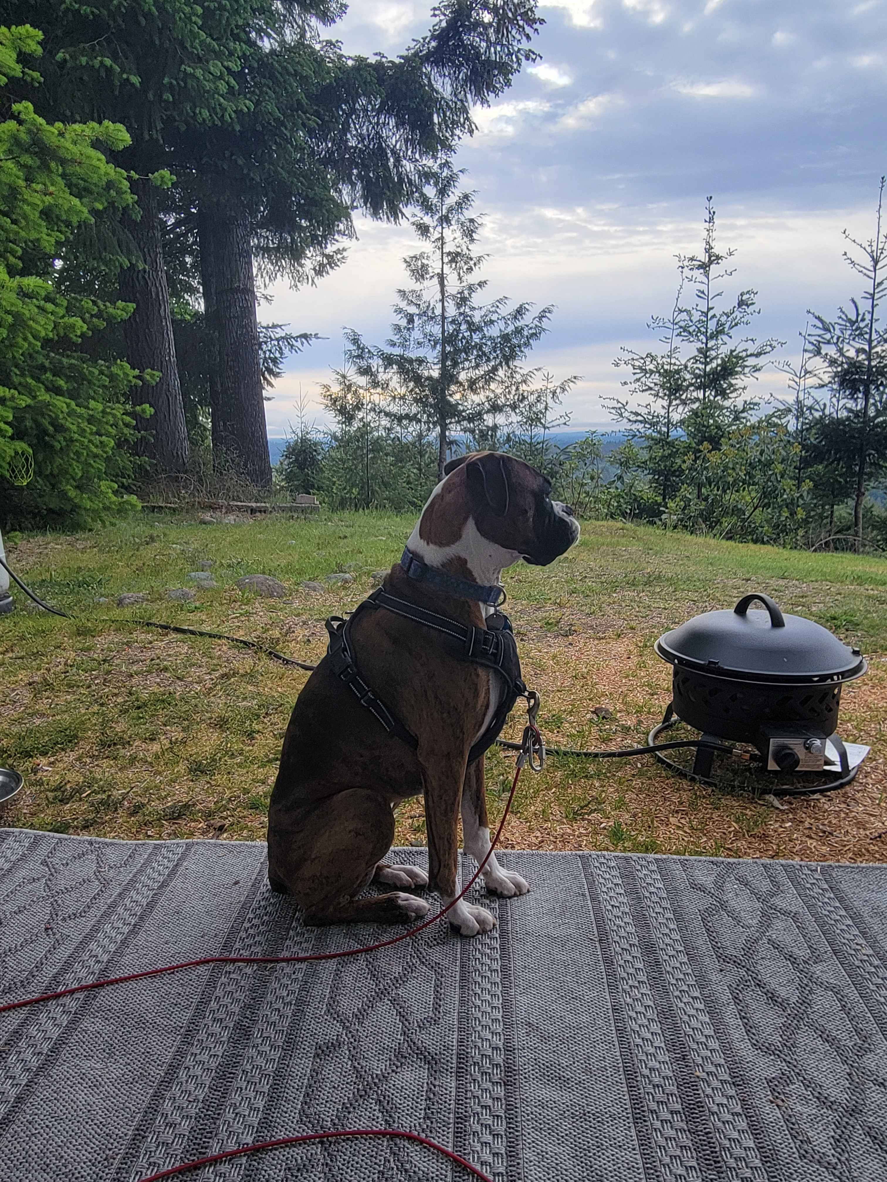 Hairy Eagle Lookout 🦅