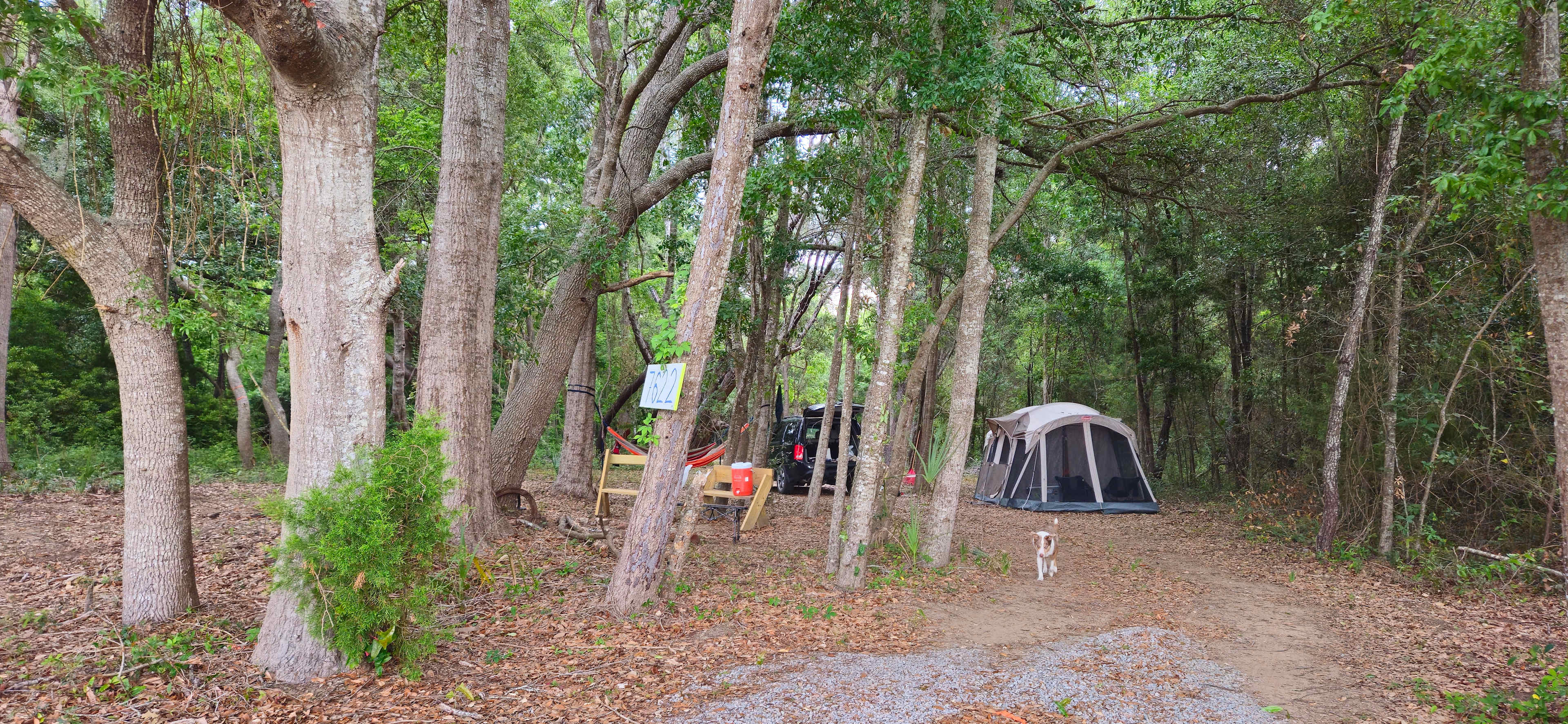Edisto Maritime Forest Camp
