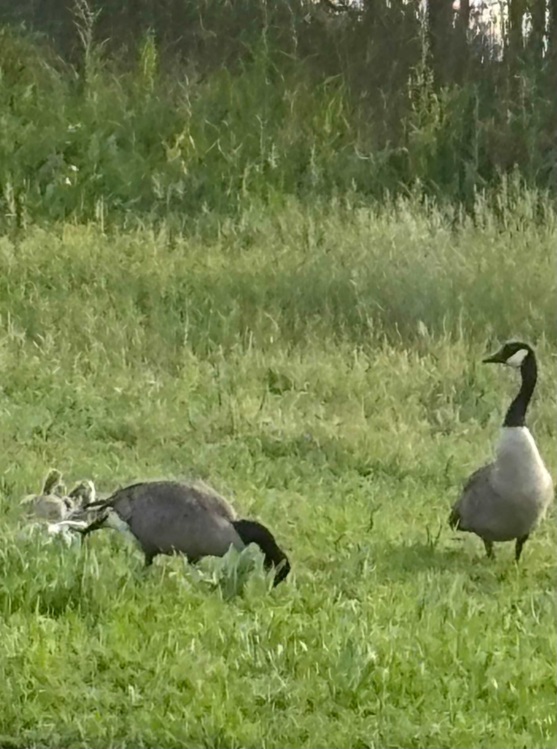 The Cleavers of the goose community 