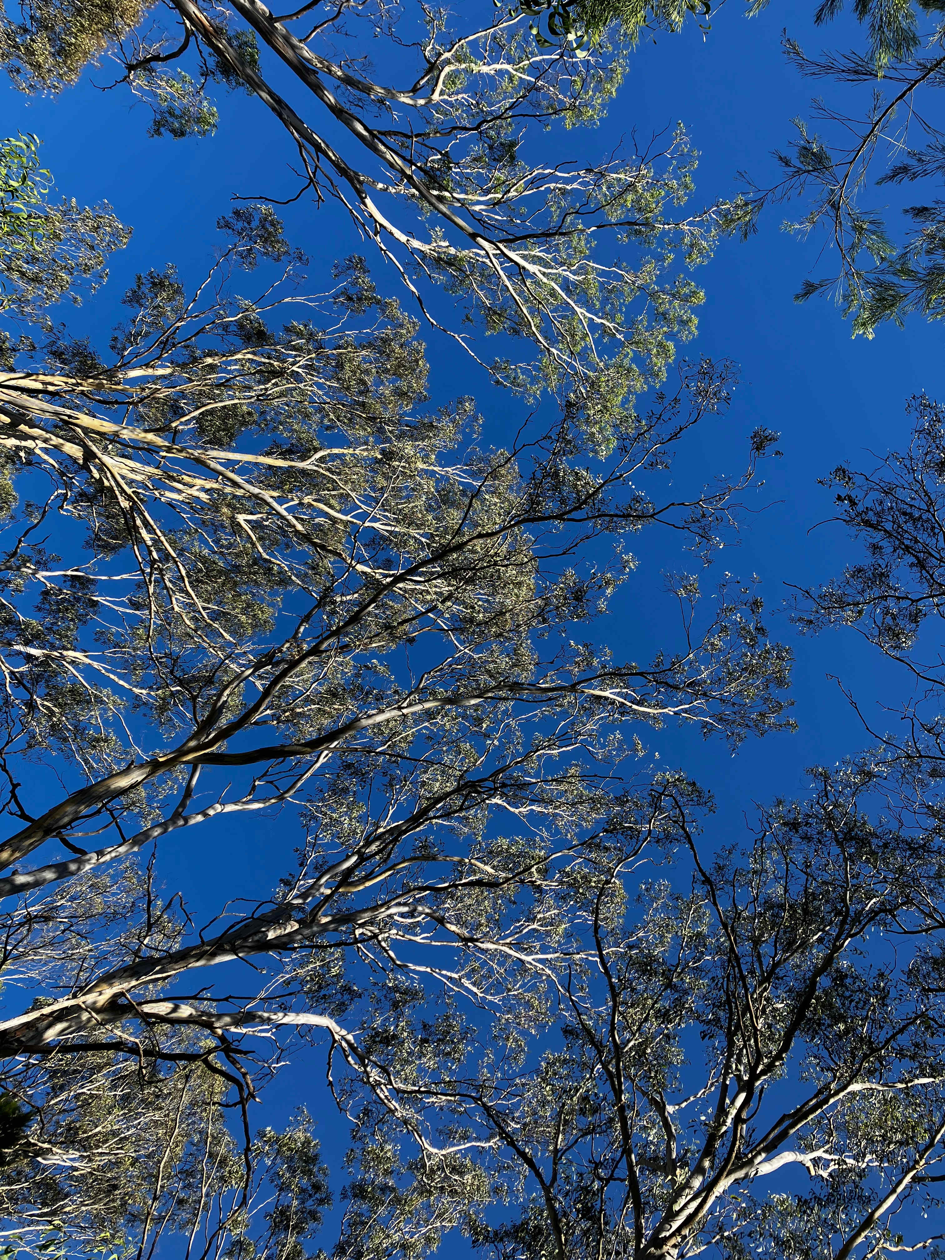 Redgum Reserve