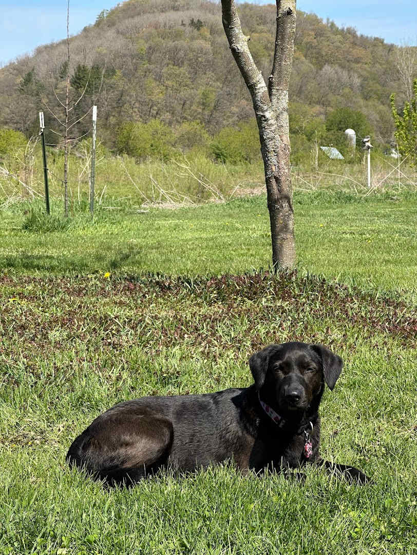 Pup paradise
