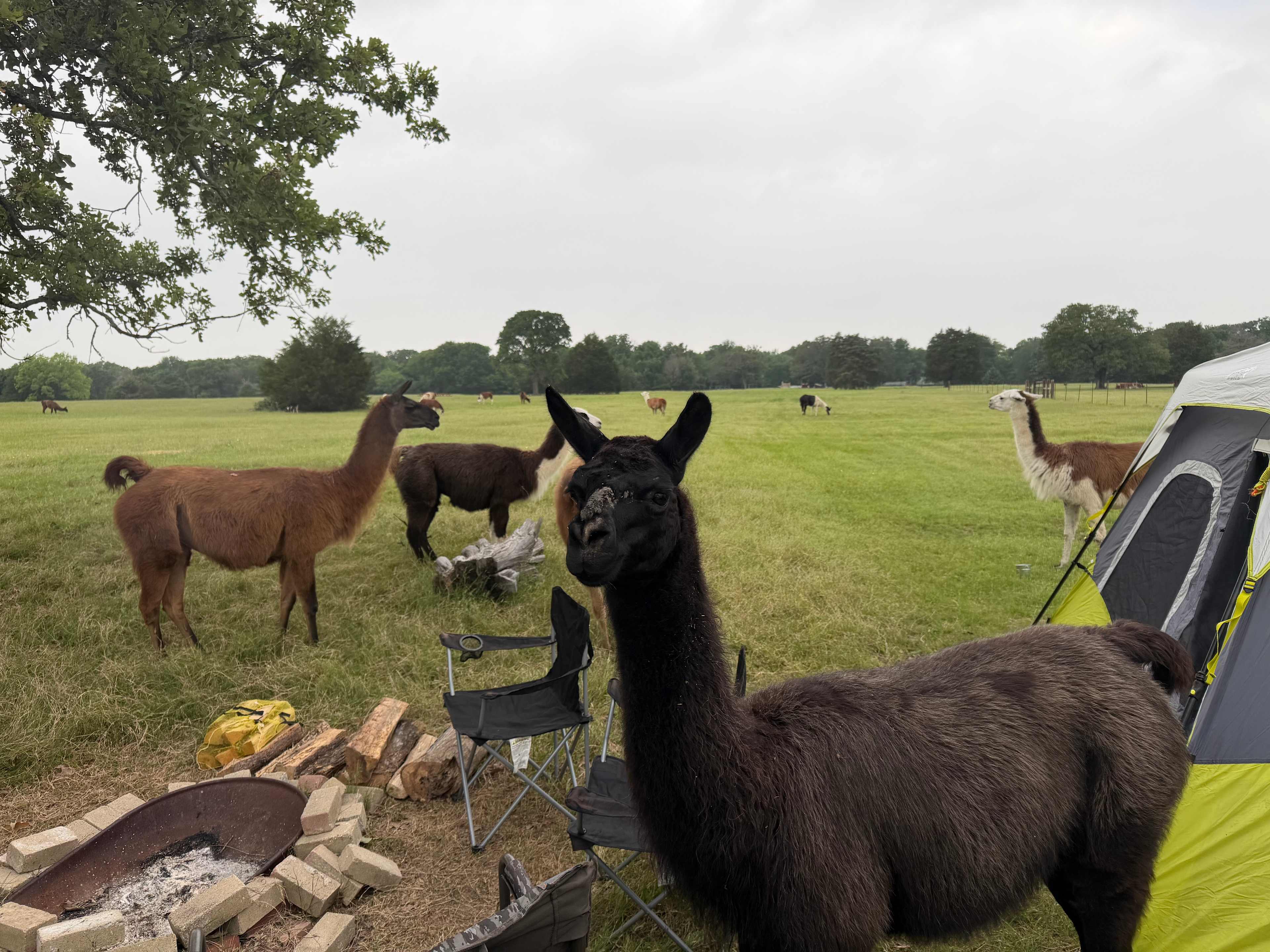Llama Land Ranch