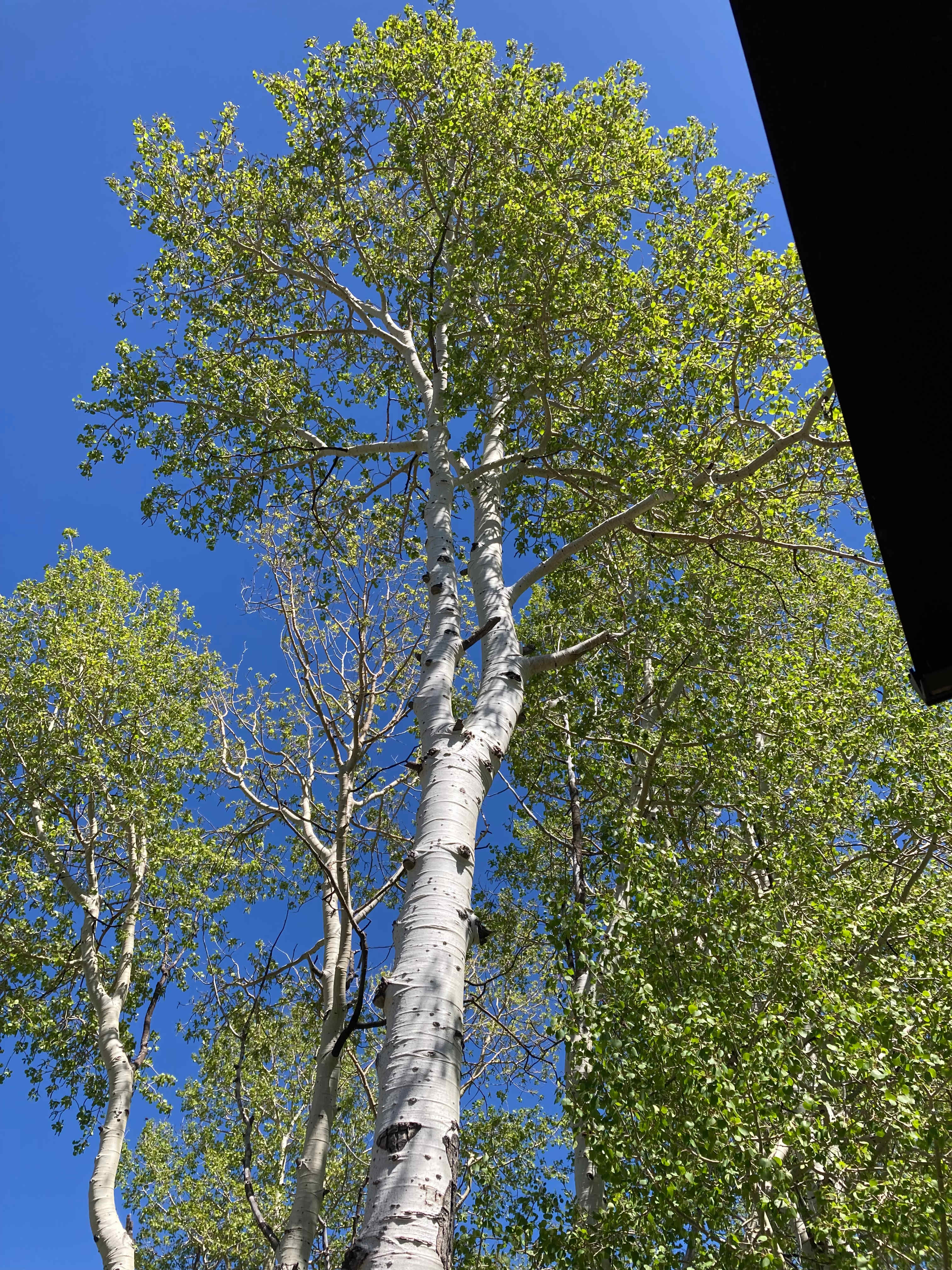 Kolob Campground