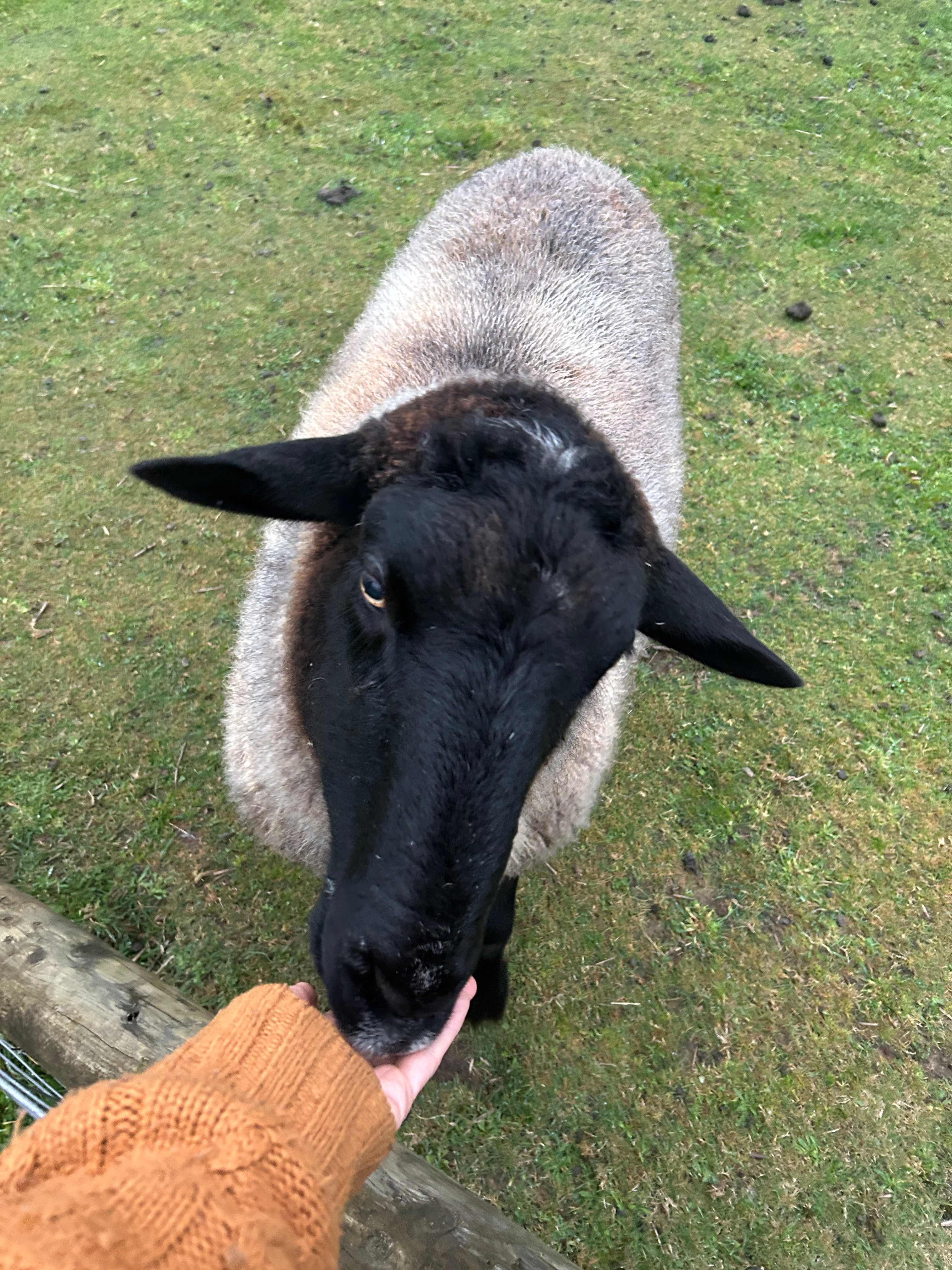 Lovely sheep - So cute :)