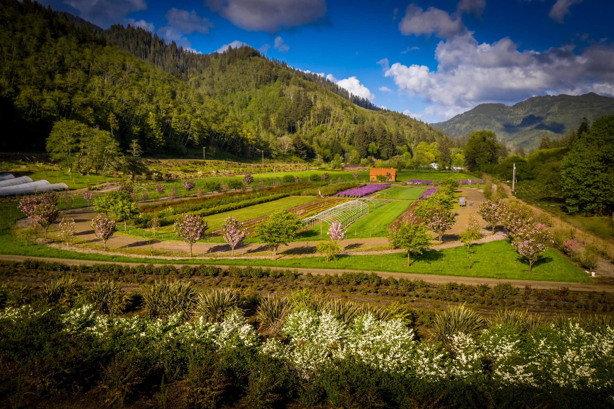 The Hydrangea Ranch