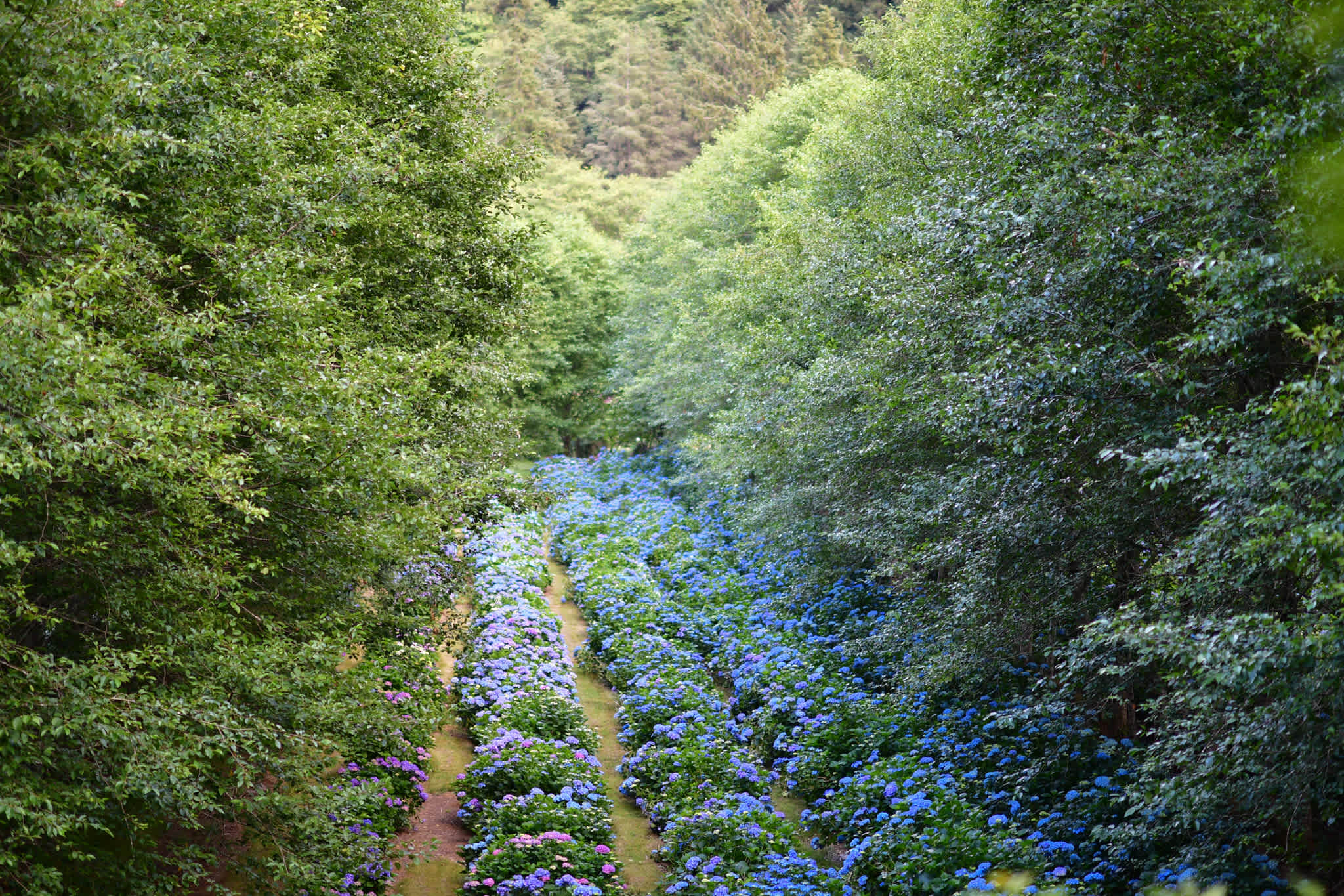 The Hydrangea Ranch