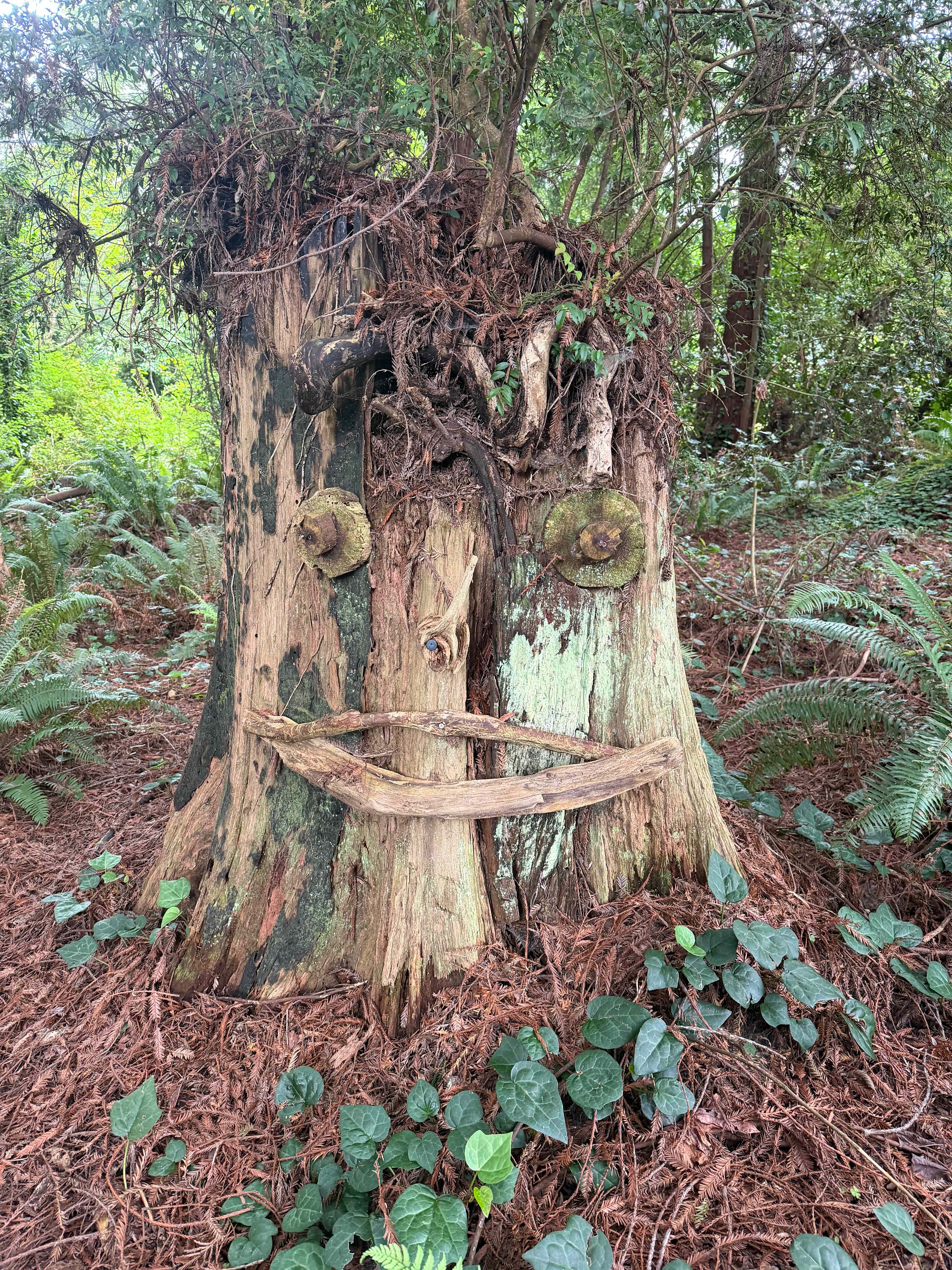 Redwood Retreat