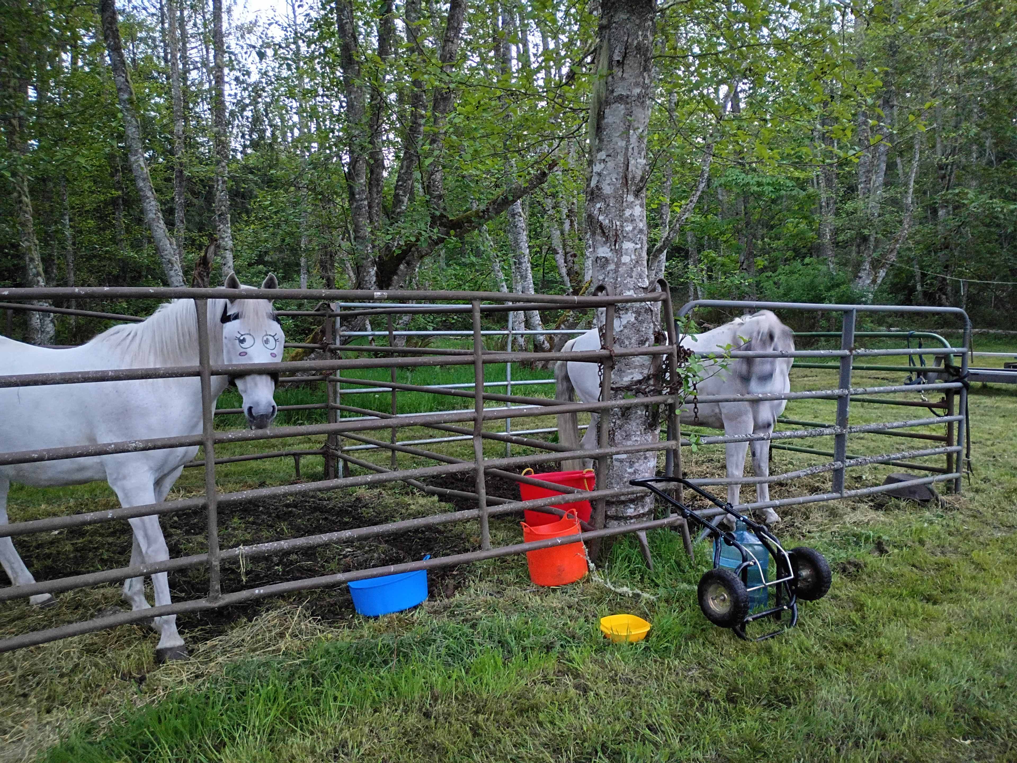 Sage Horse Camp.