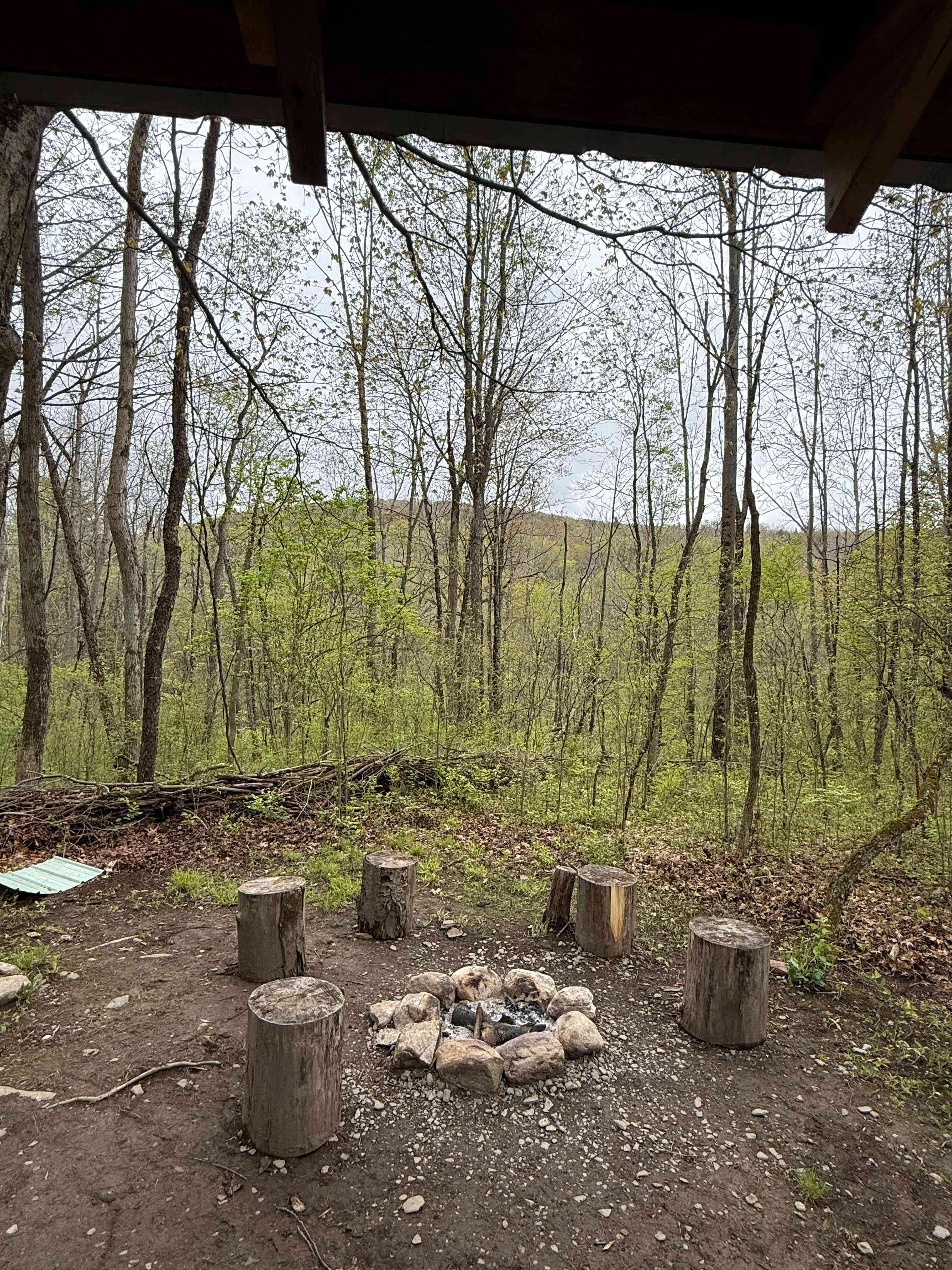 Barred Owl Woods