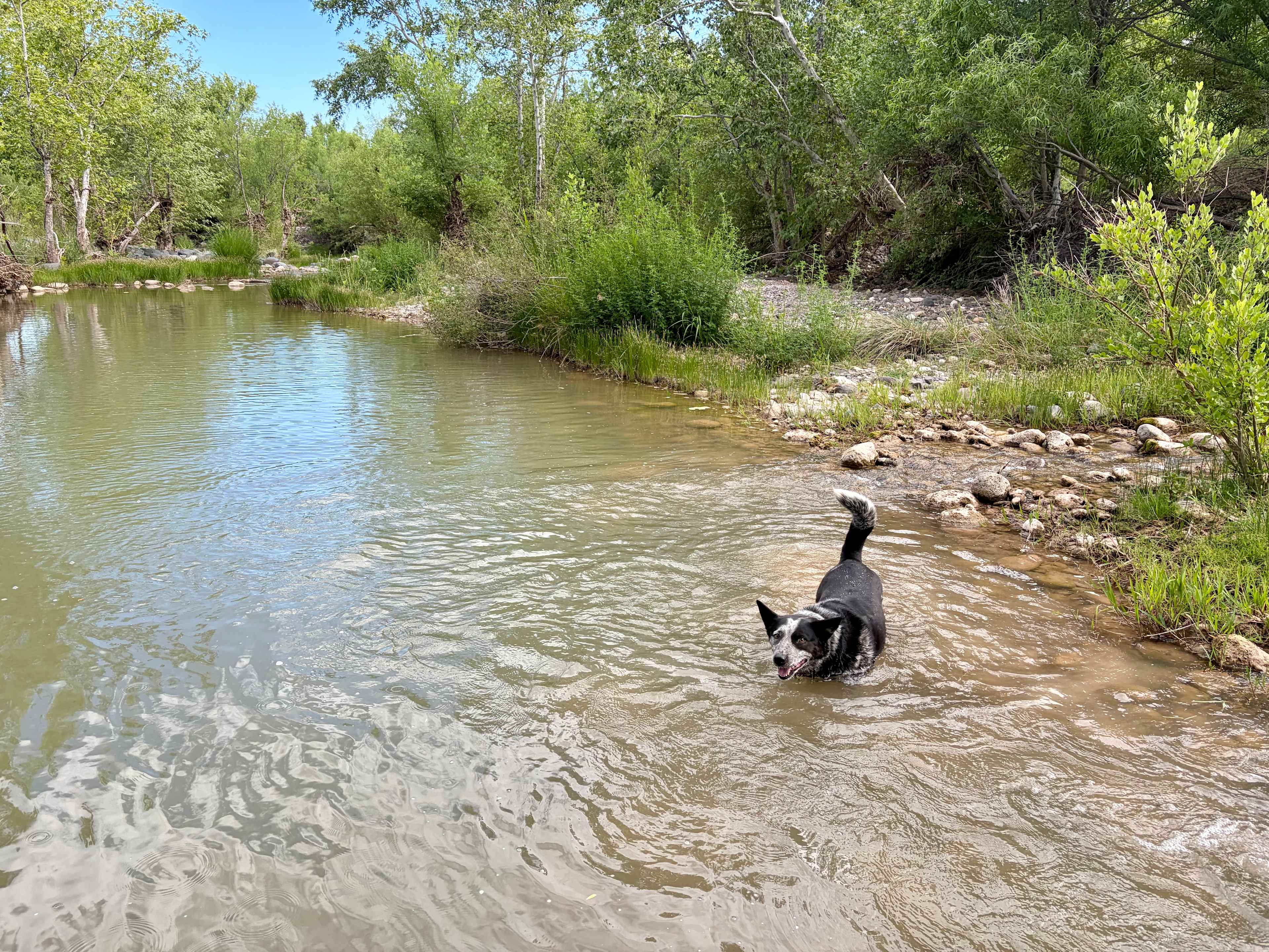 Doggo fun