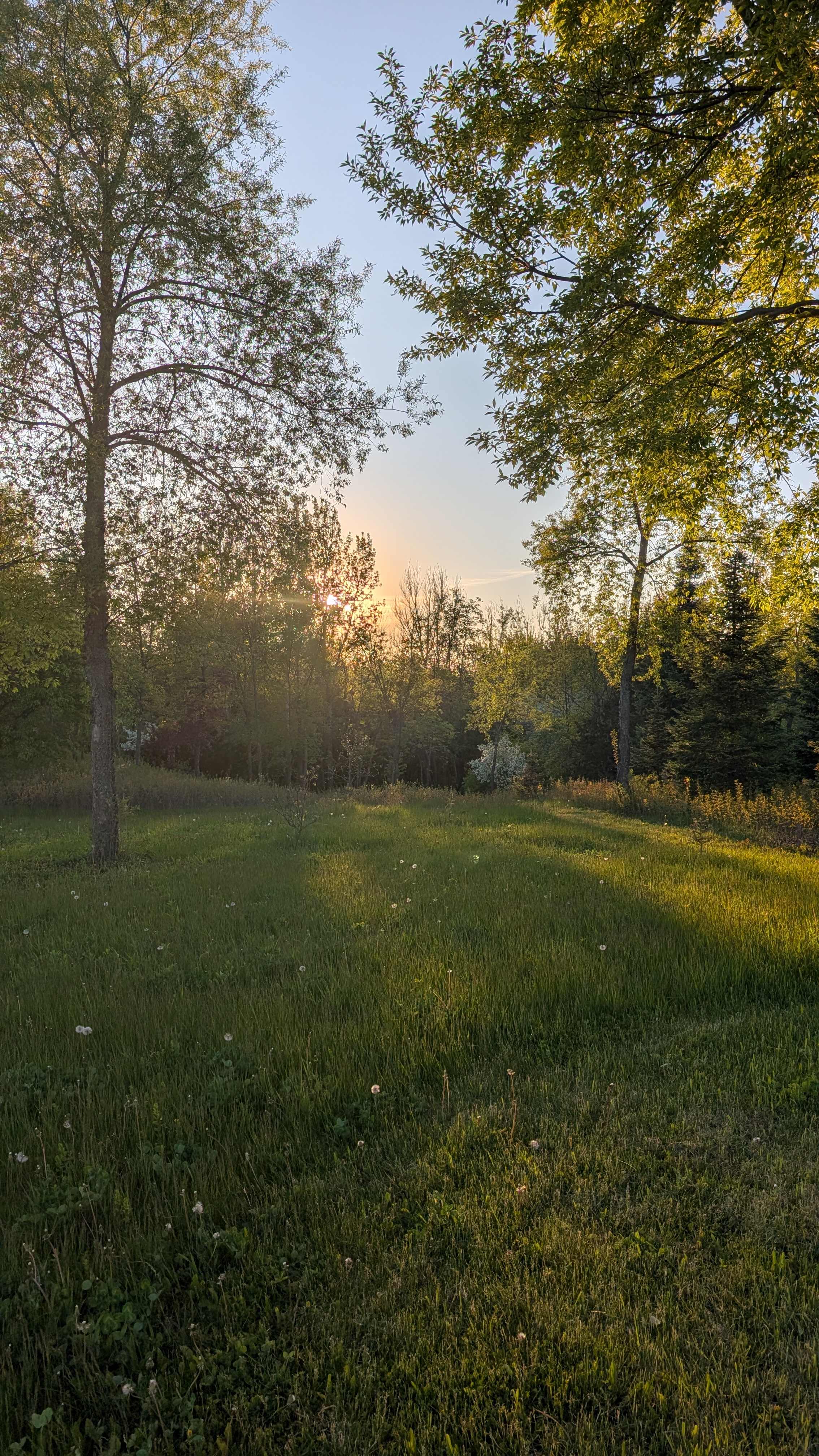 Honeyberry Minnesota working farm