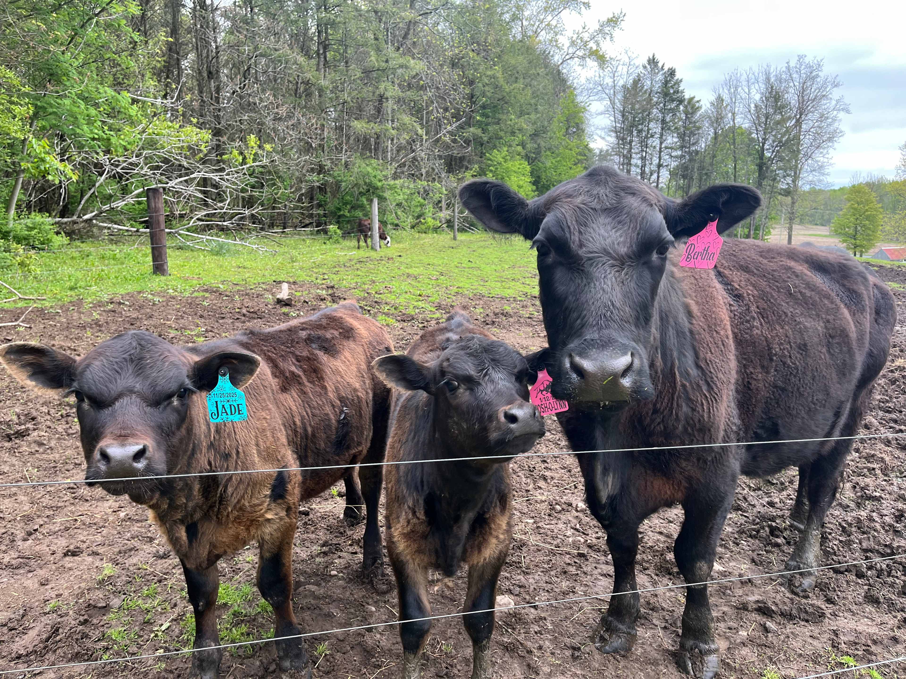 Spring lake retreat on the farm