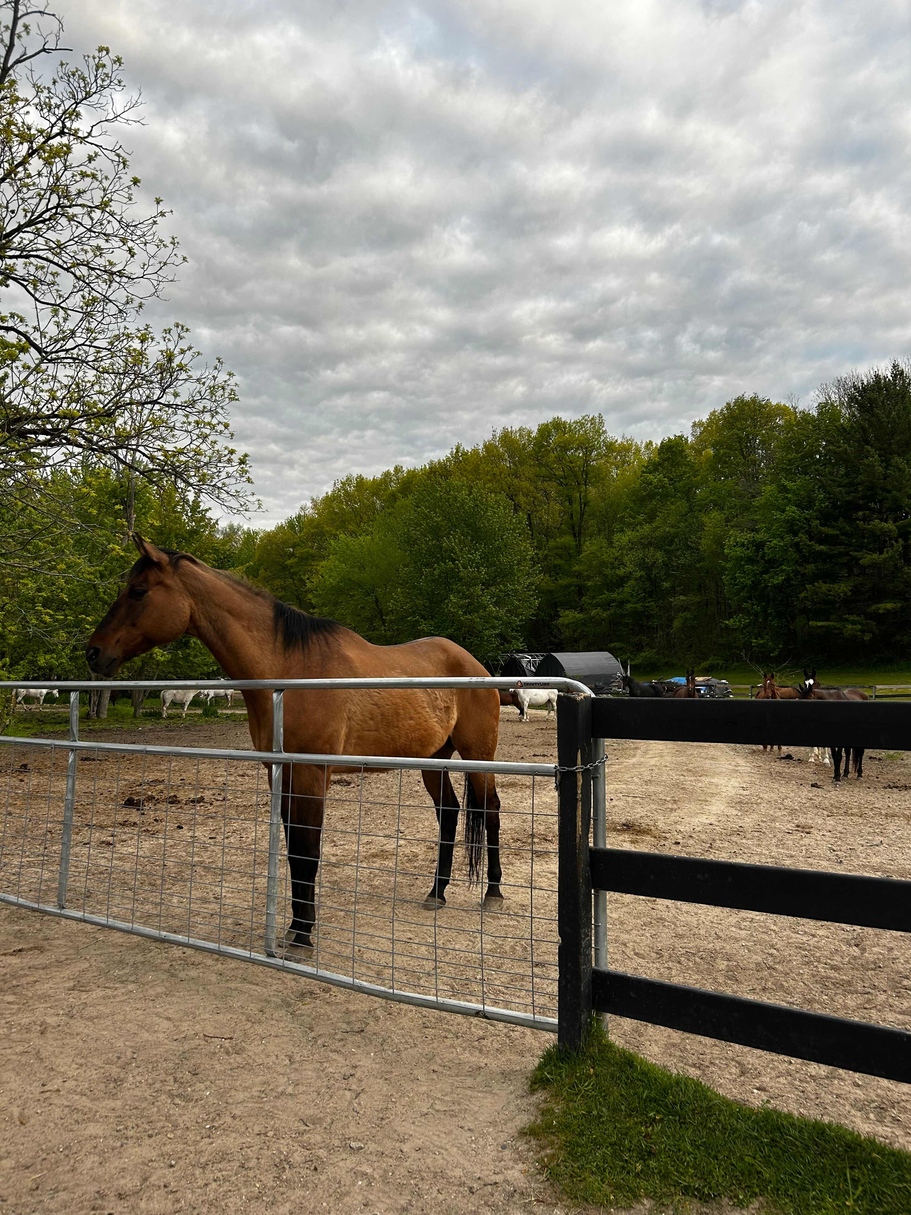 Meeting the horses