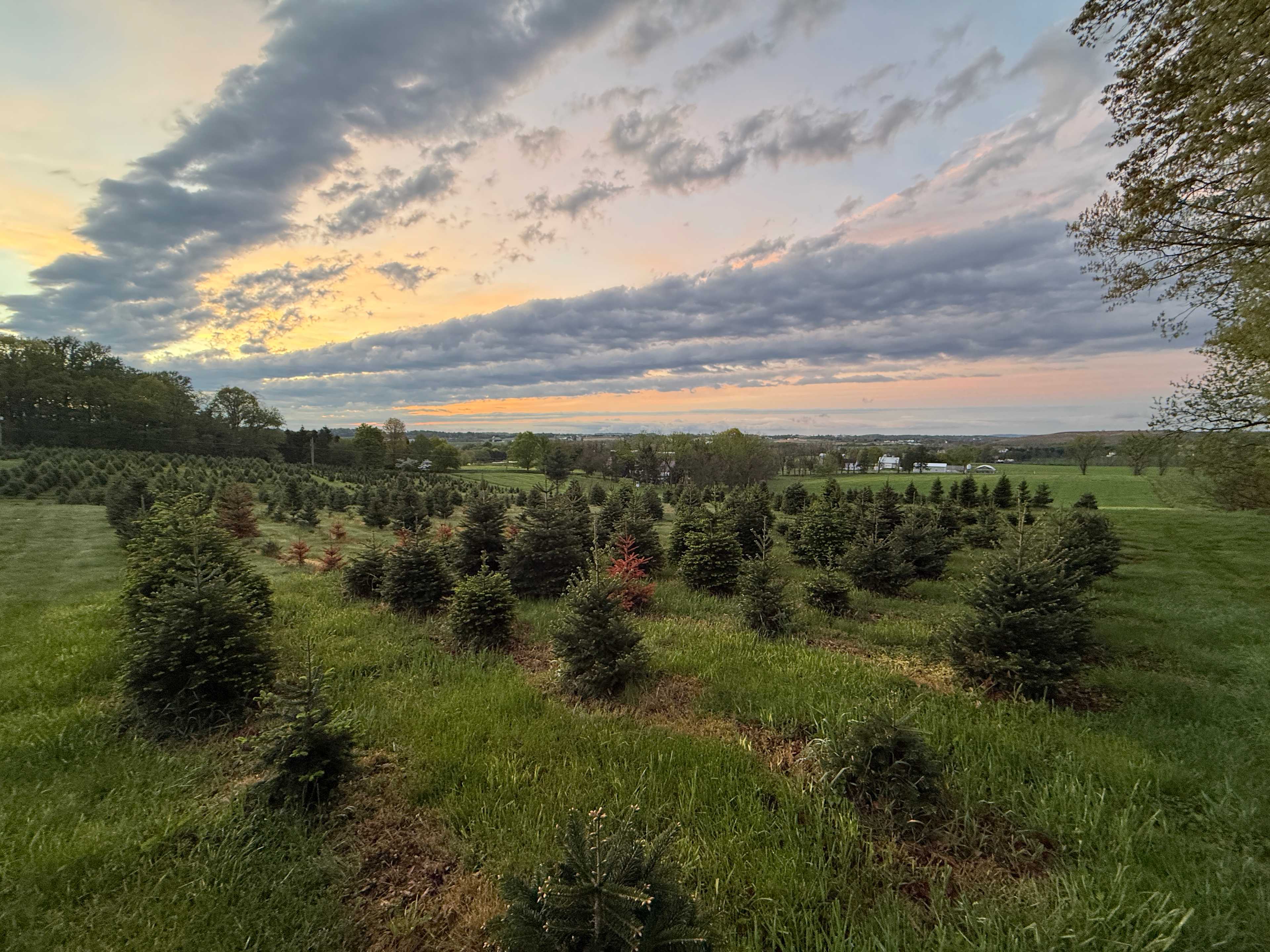 Christmas Tree Farm with Views