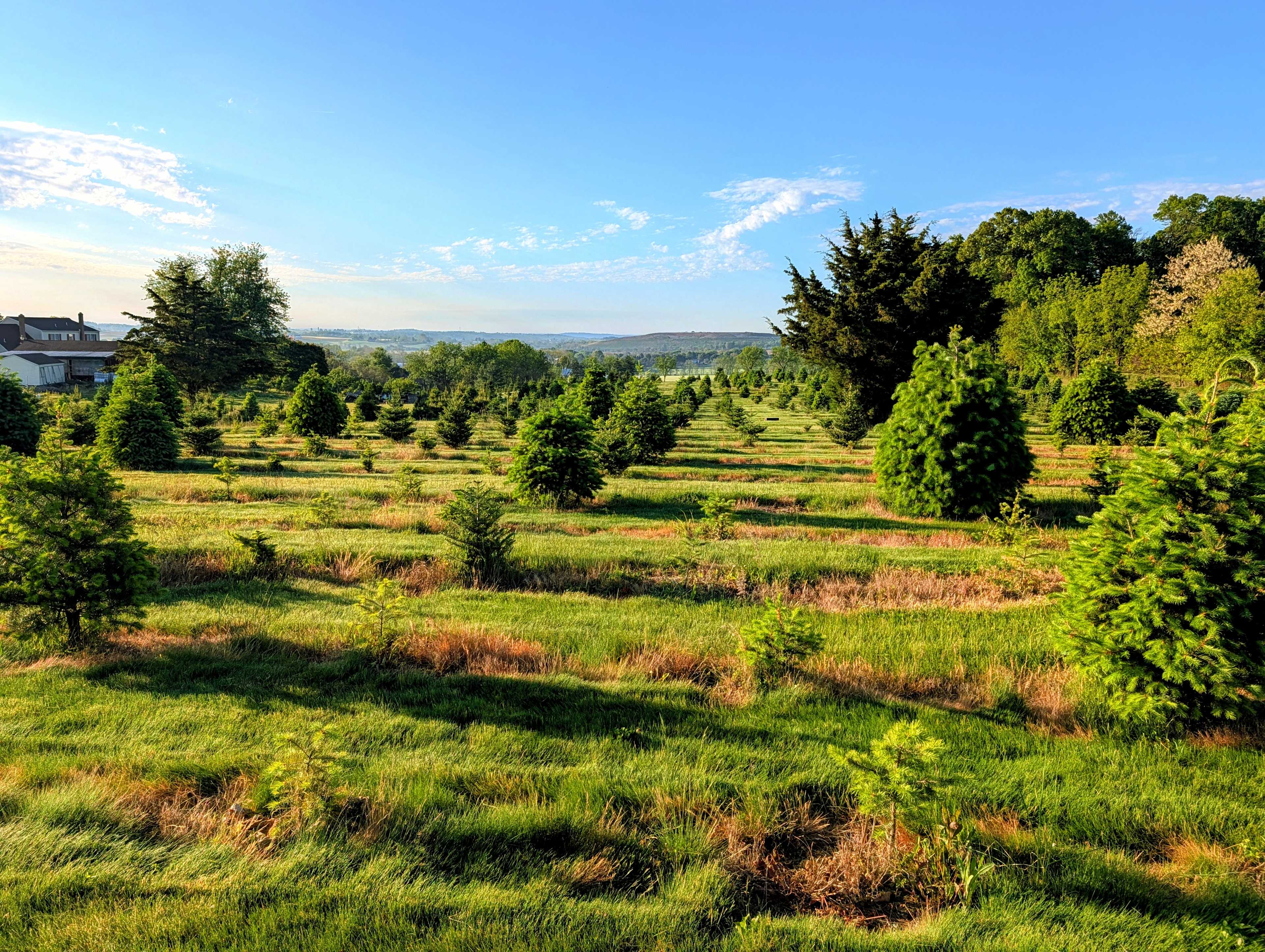 Christmas Tree Farm with Views