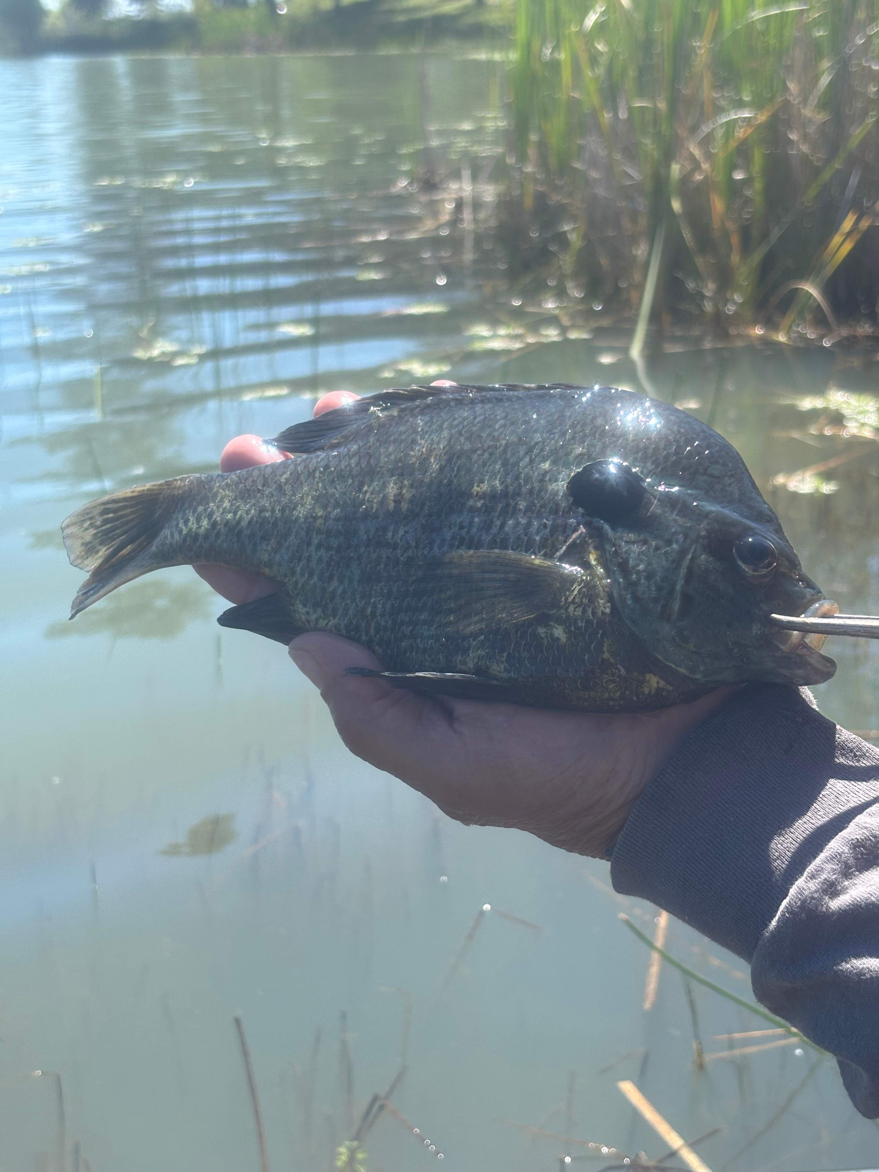 Bluegills