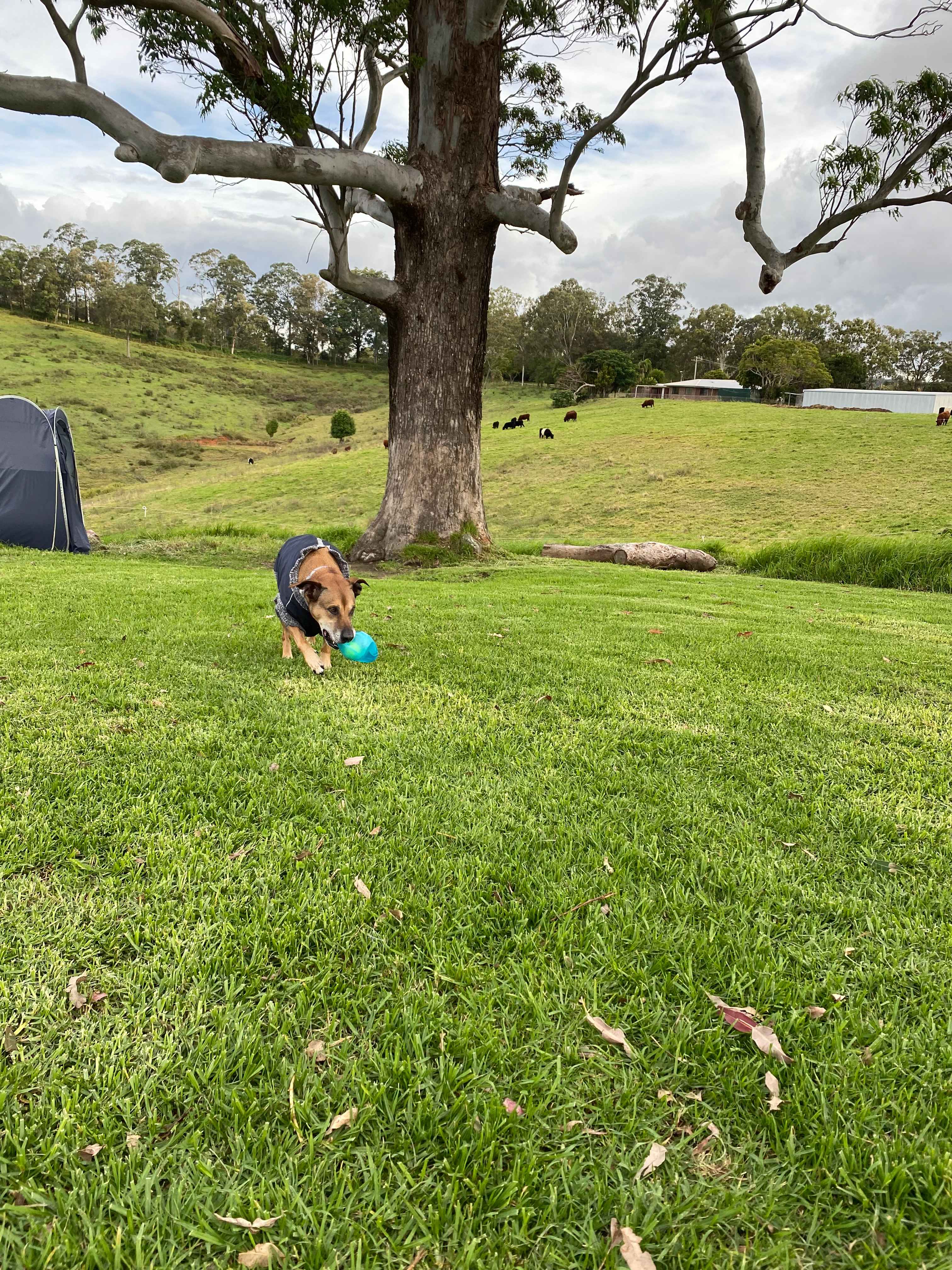 Coorie Vale