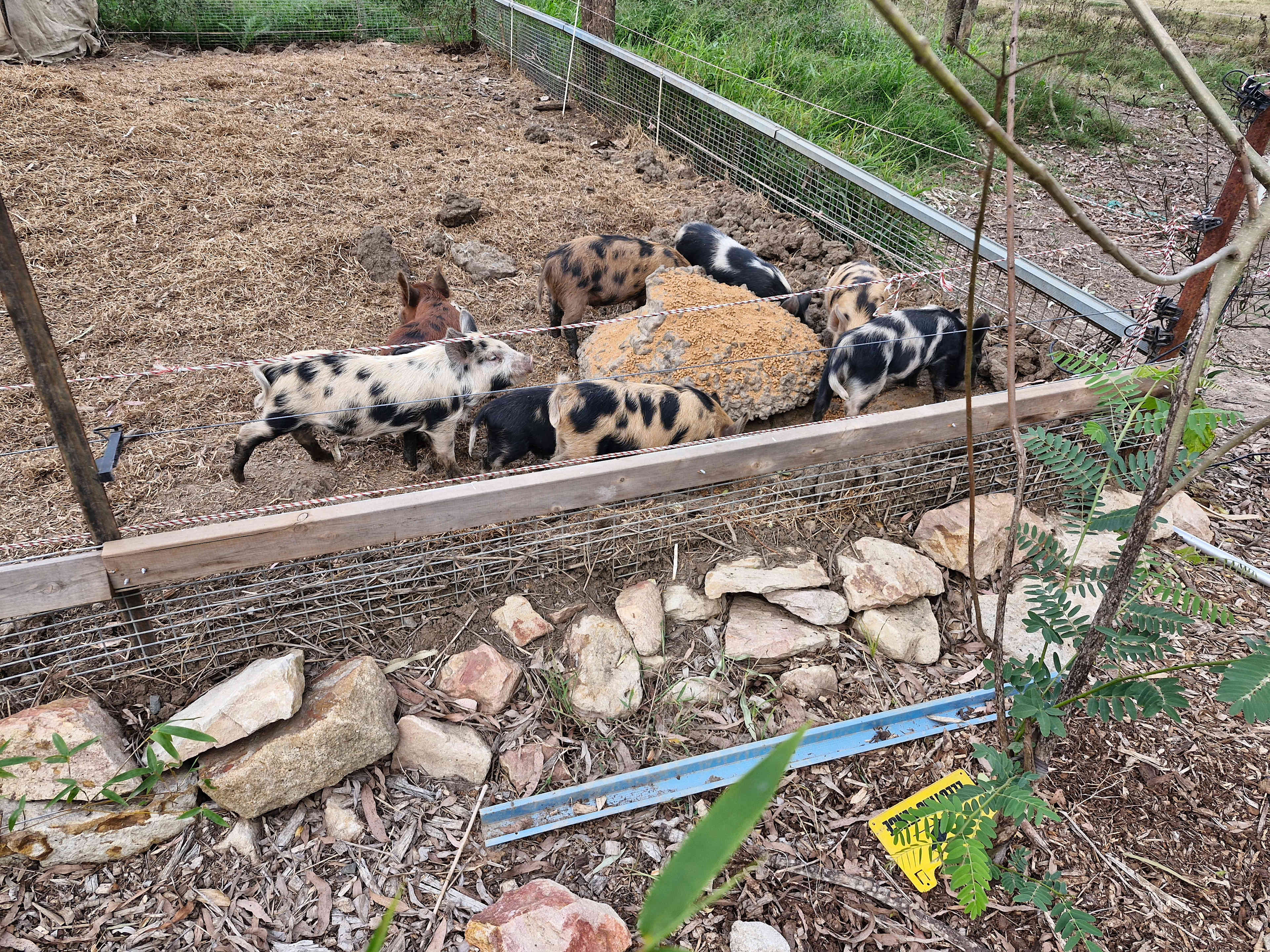 Savvy Creek Farms
