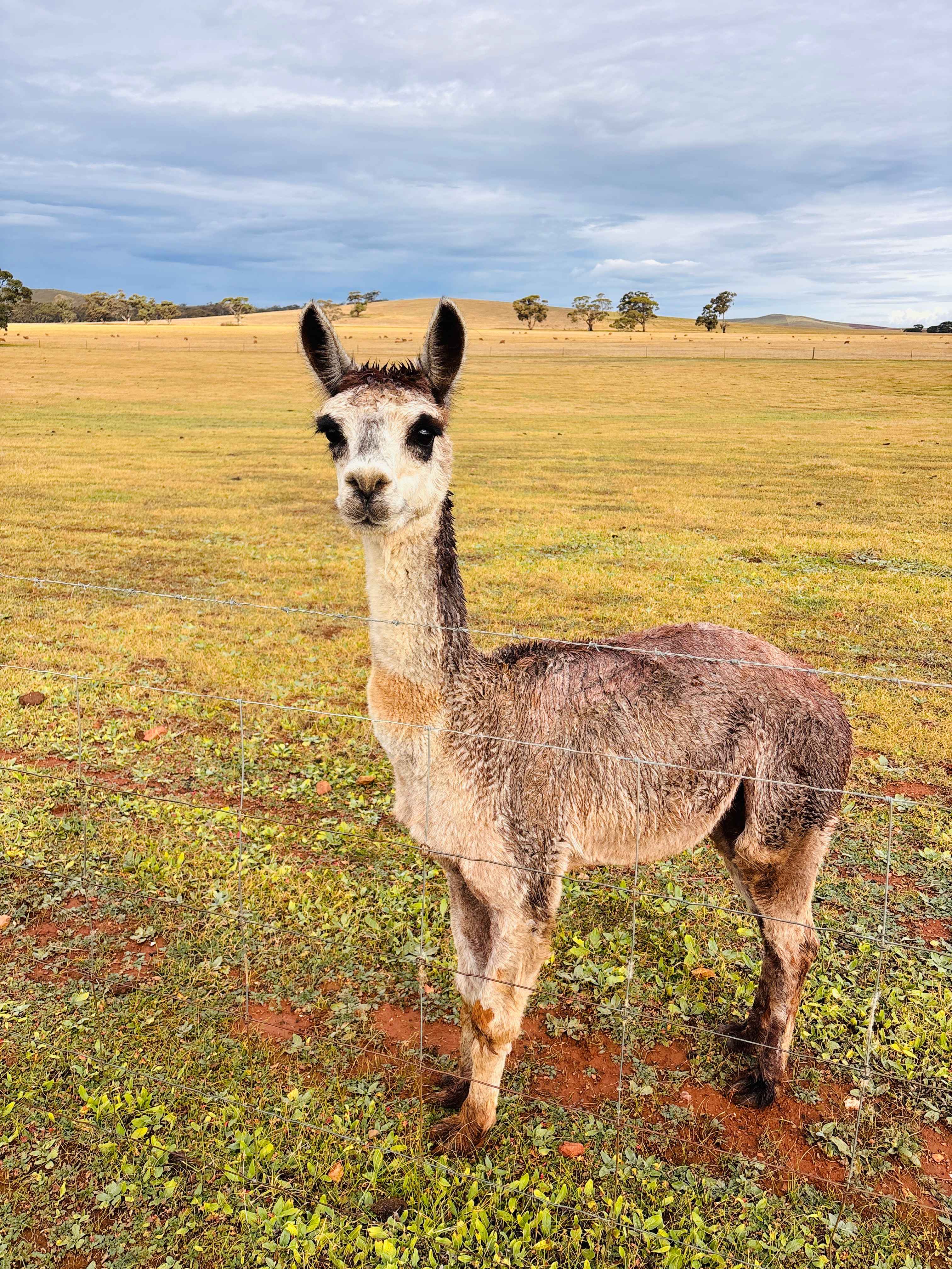 Cartapo Creek - Farm Stay