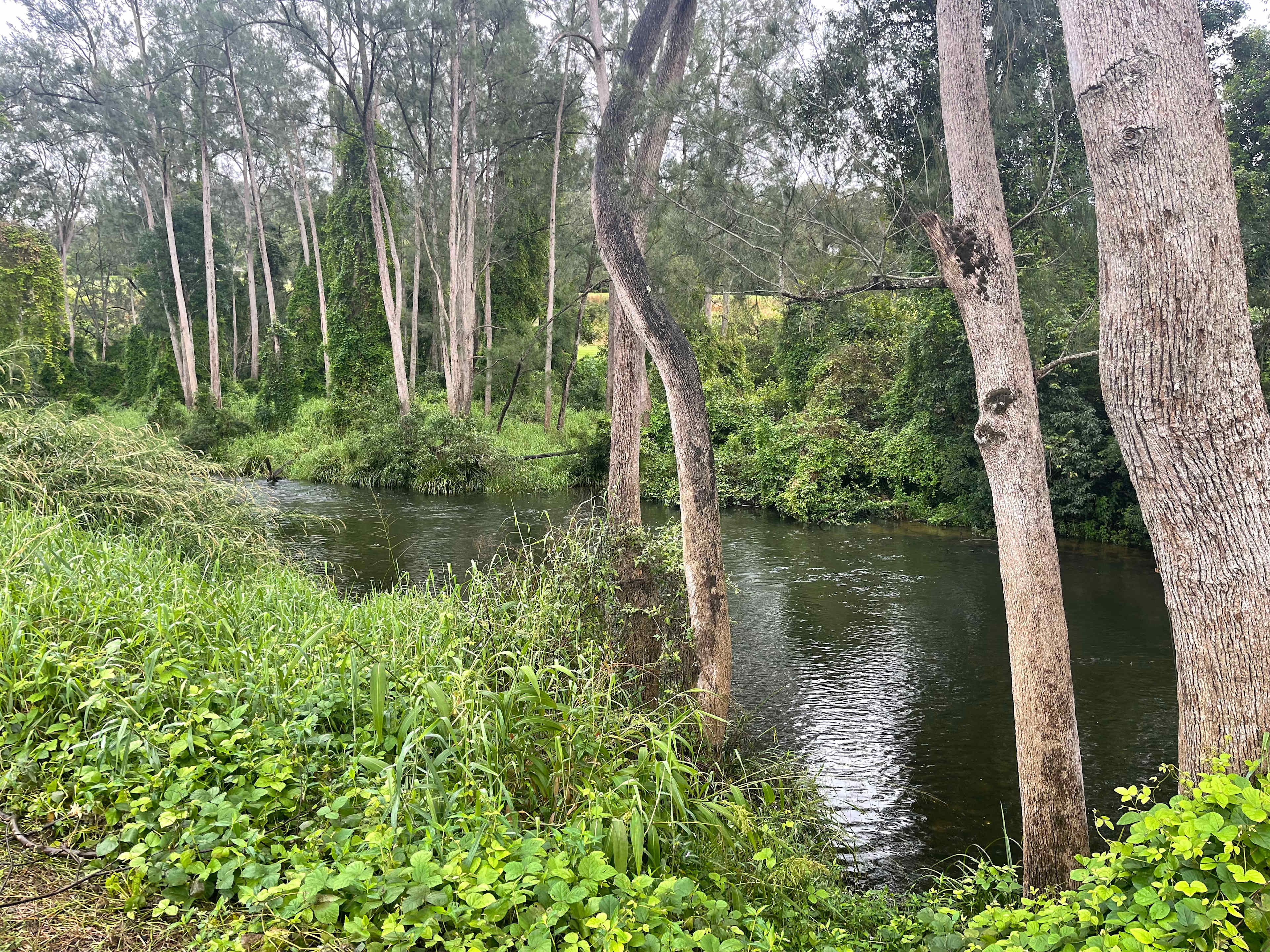 Windmill Creek Camp
