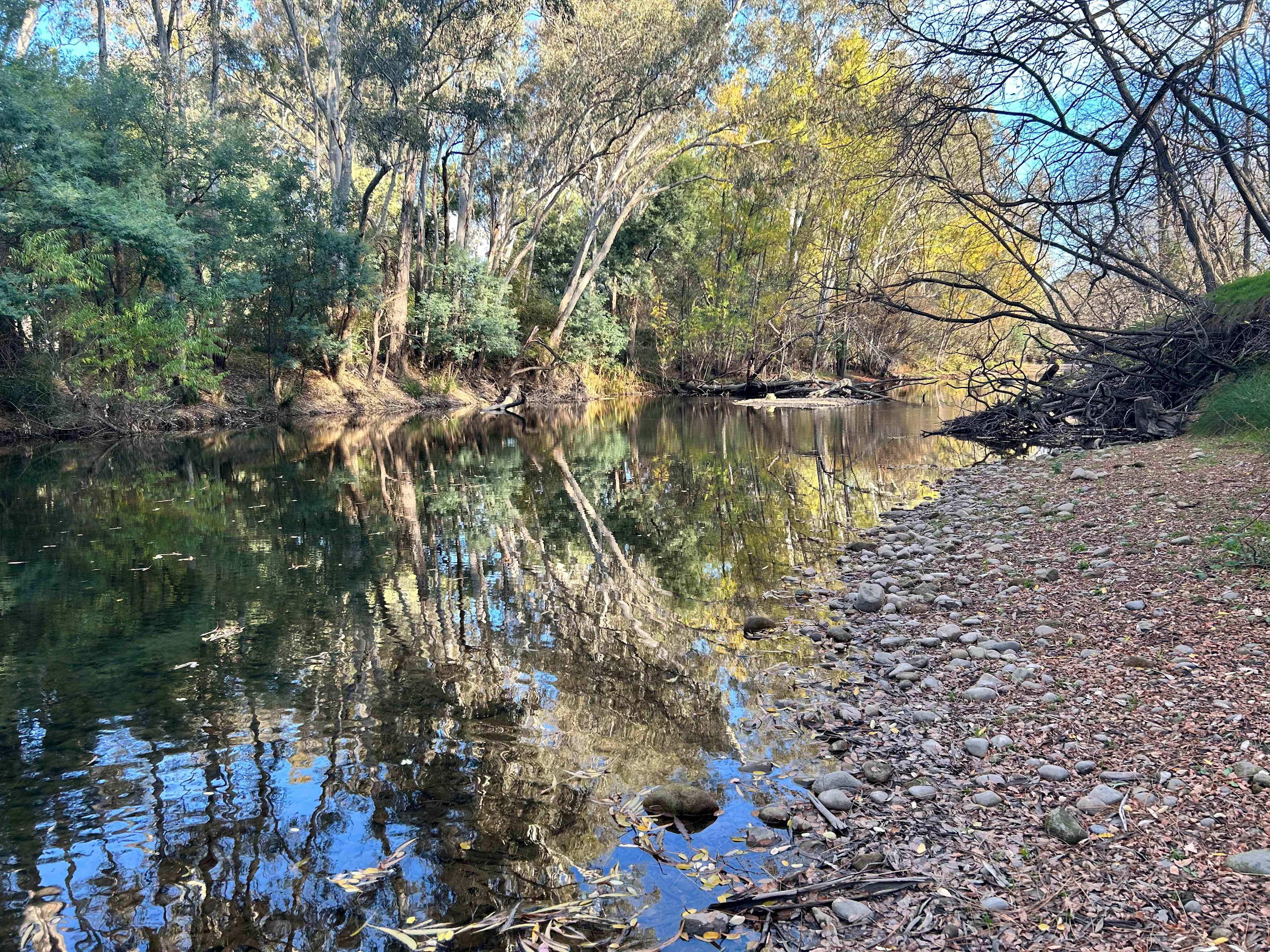 Robinia Forest lake