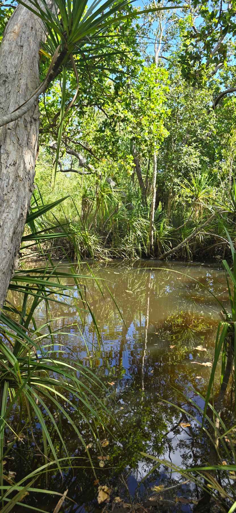 Samson Creek secluded bush camping