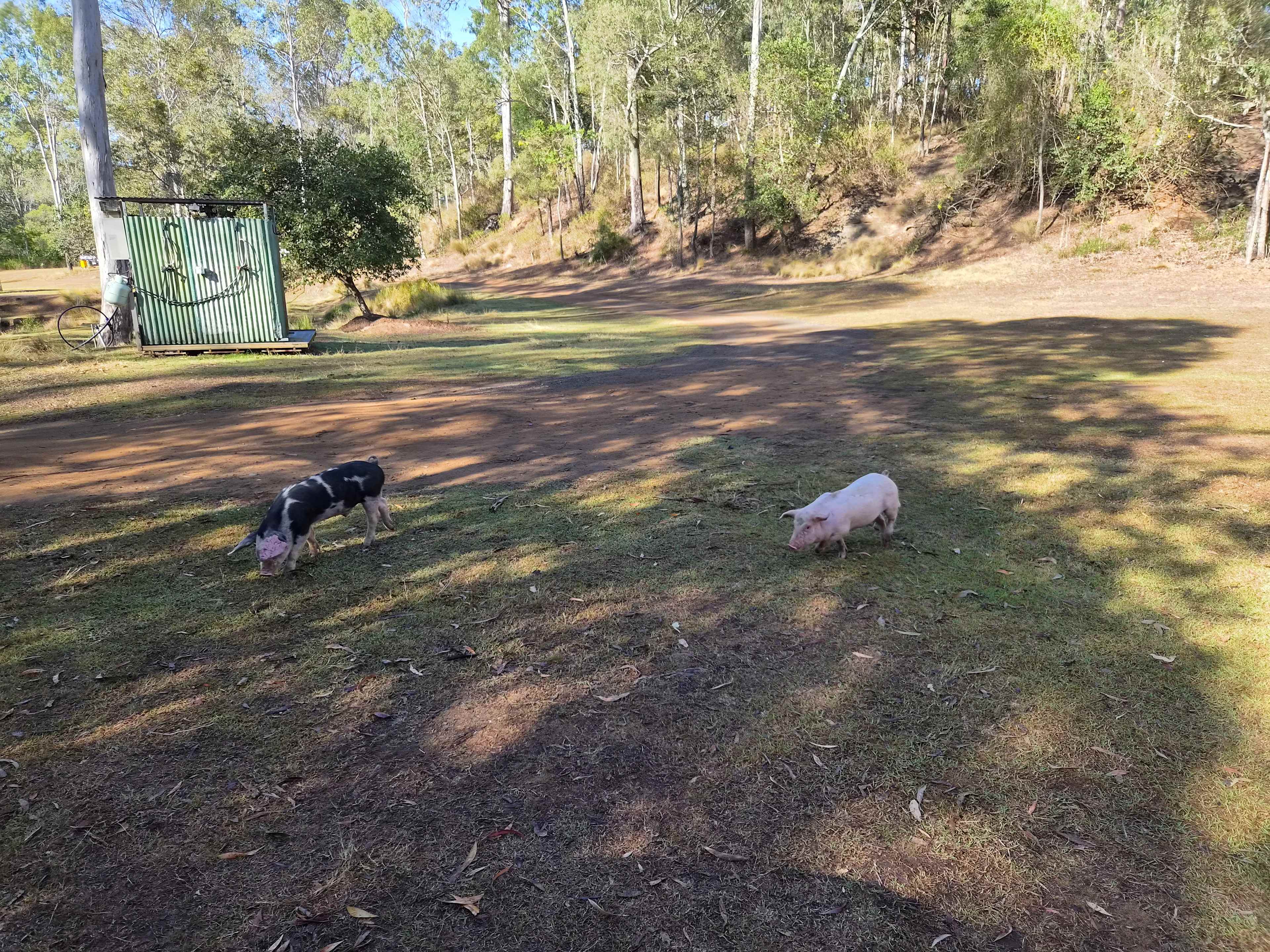 We loved meeting the piggies