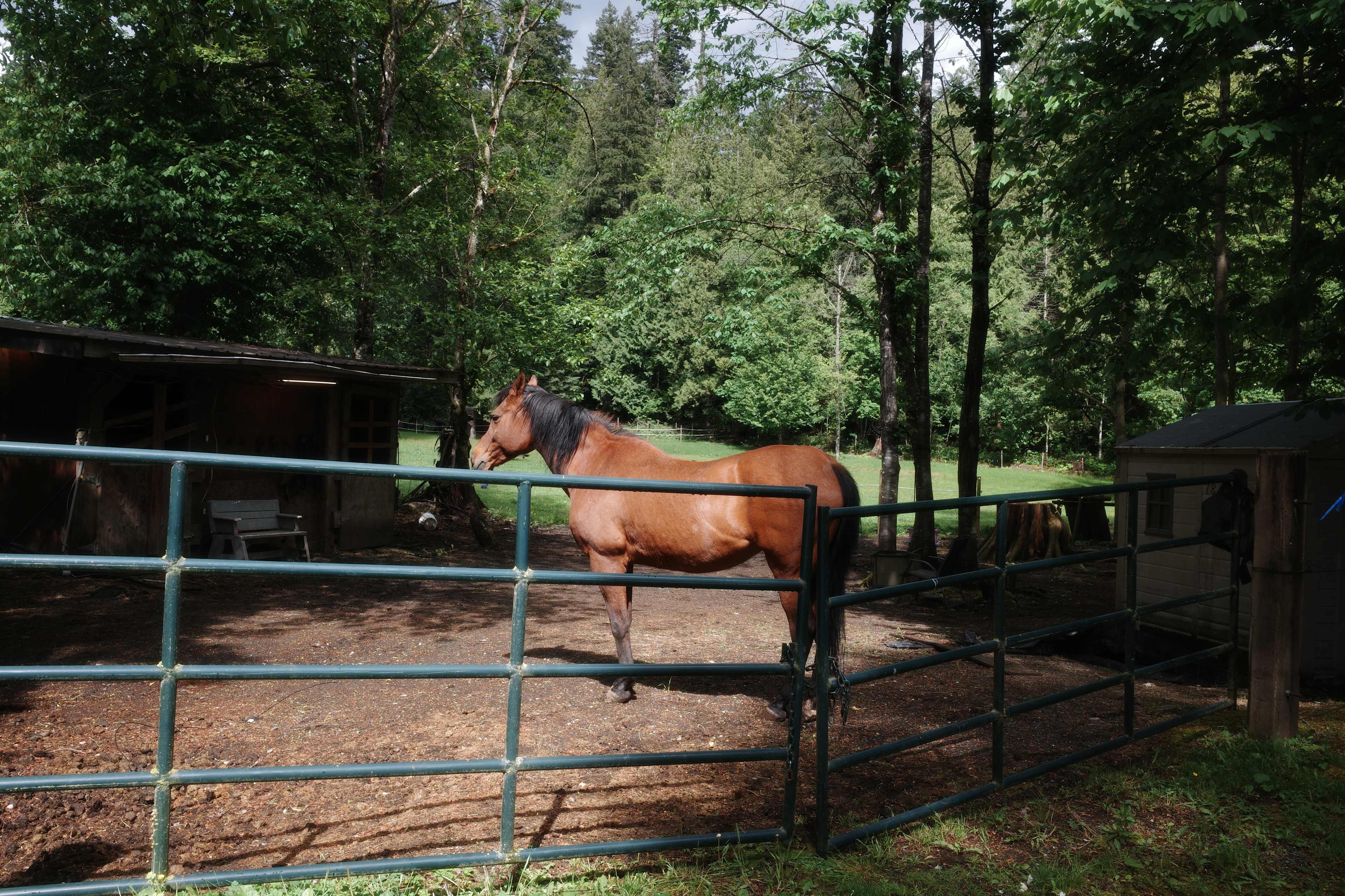 Beautiful horse, stella 