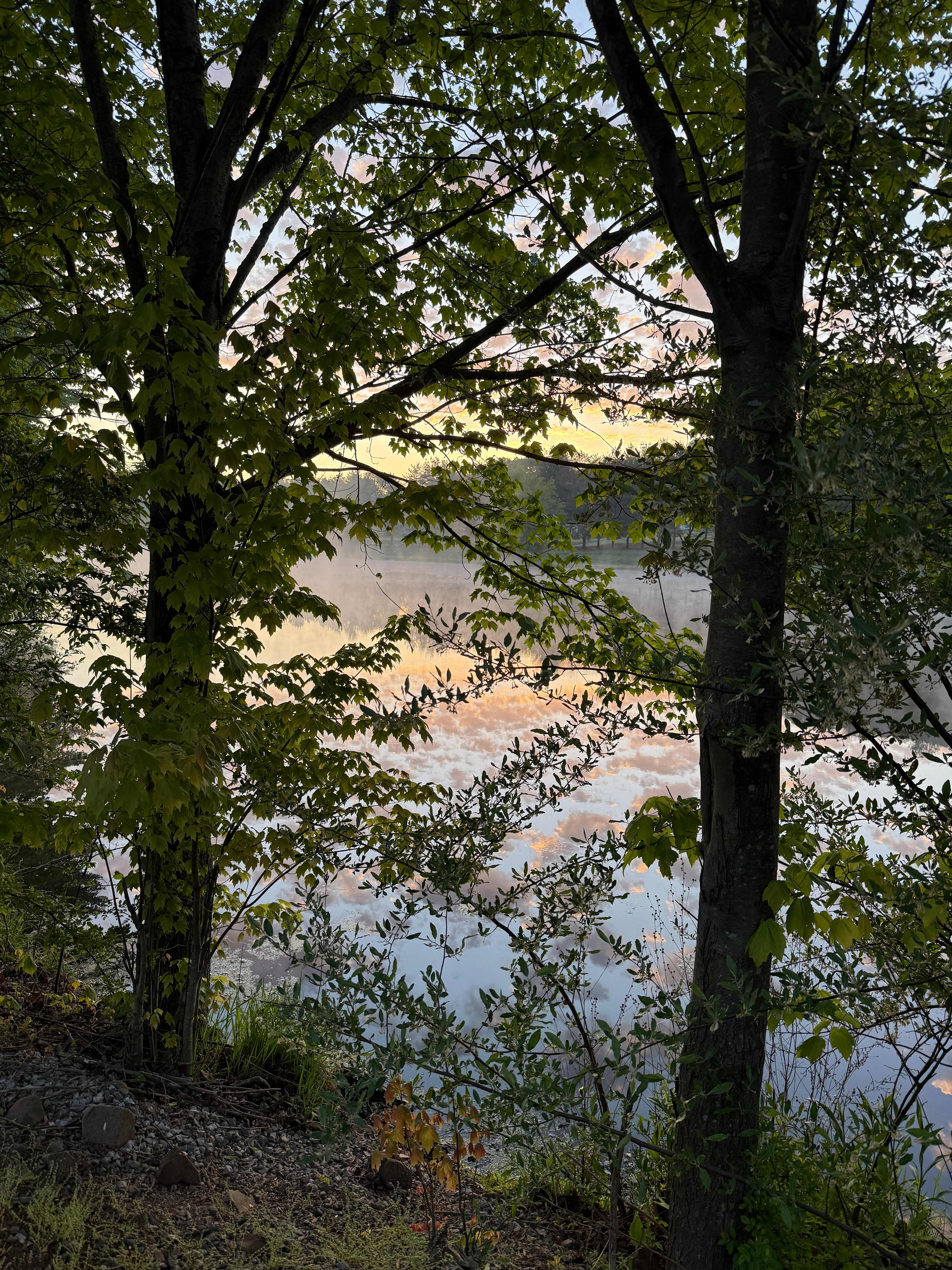 Maple Grove Farms