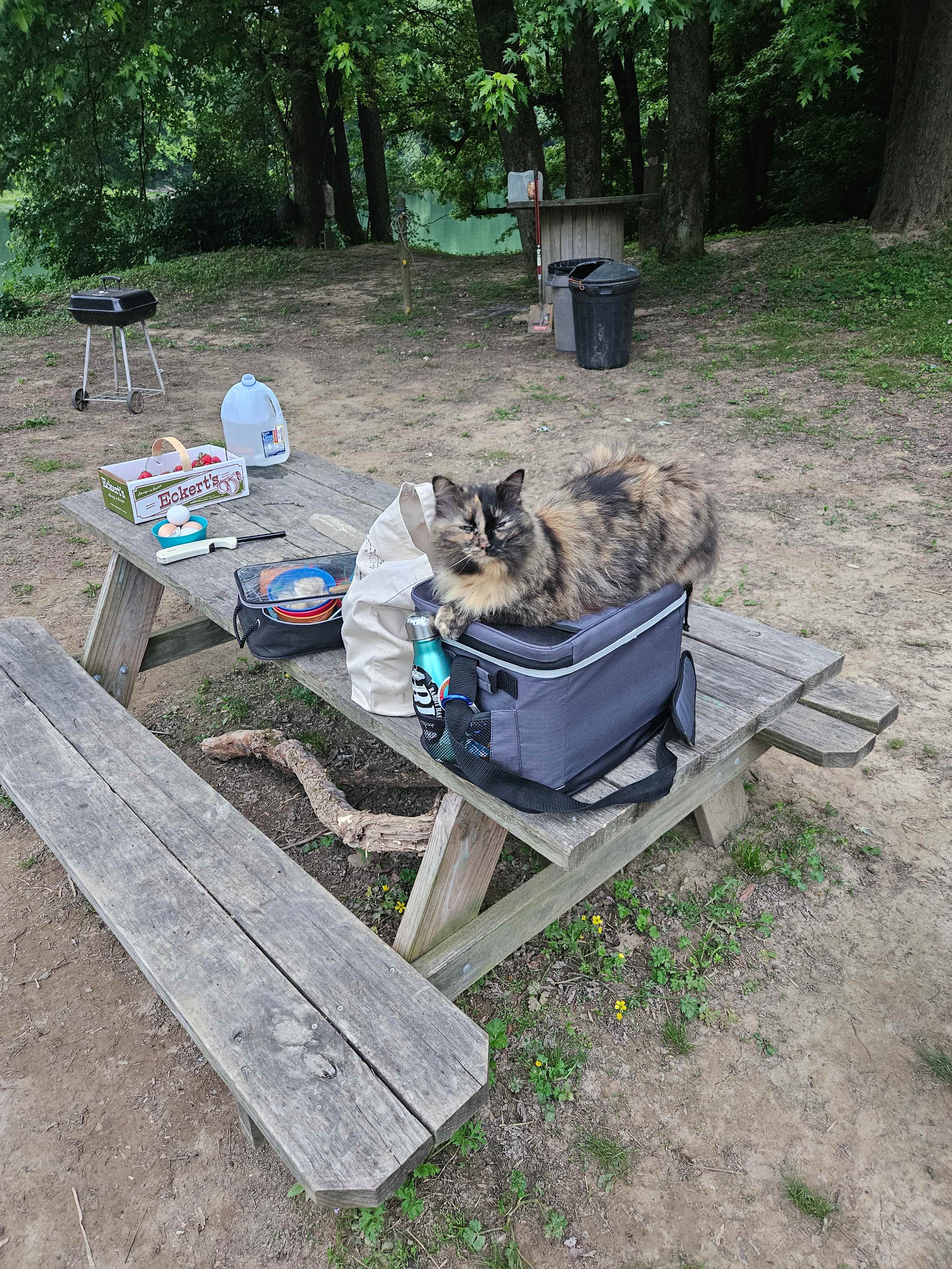 Wildcat Creek Farm in Tyrone
