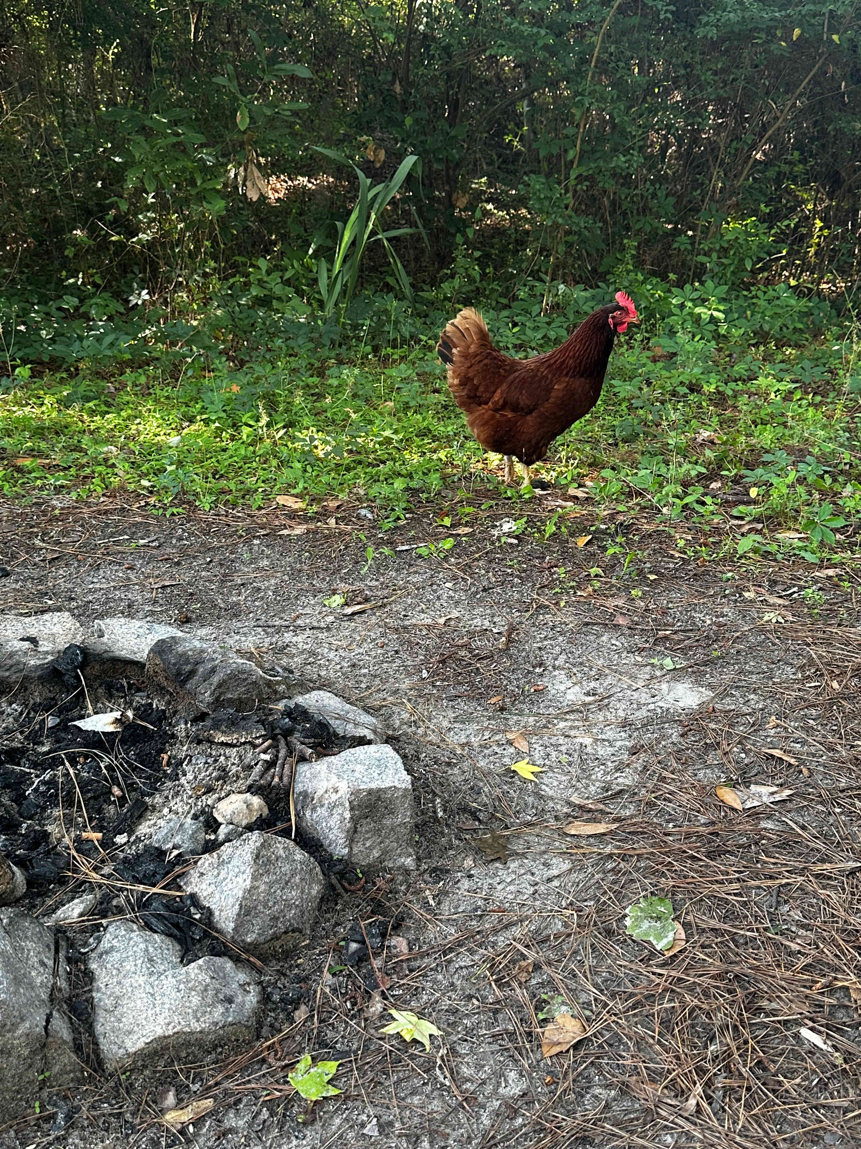 Morning chicken visit