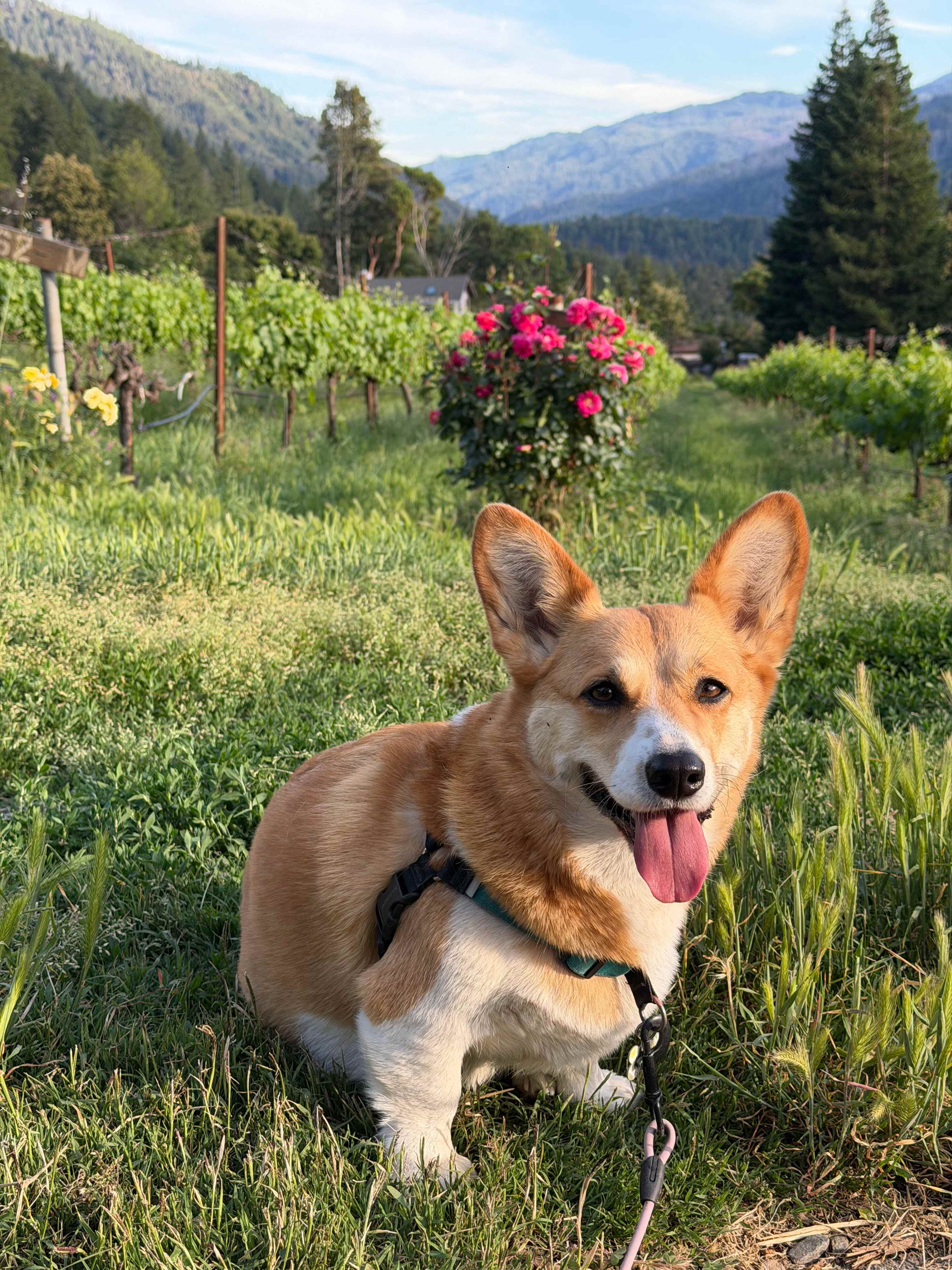 Our dog having a great time 