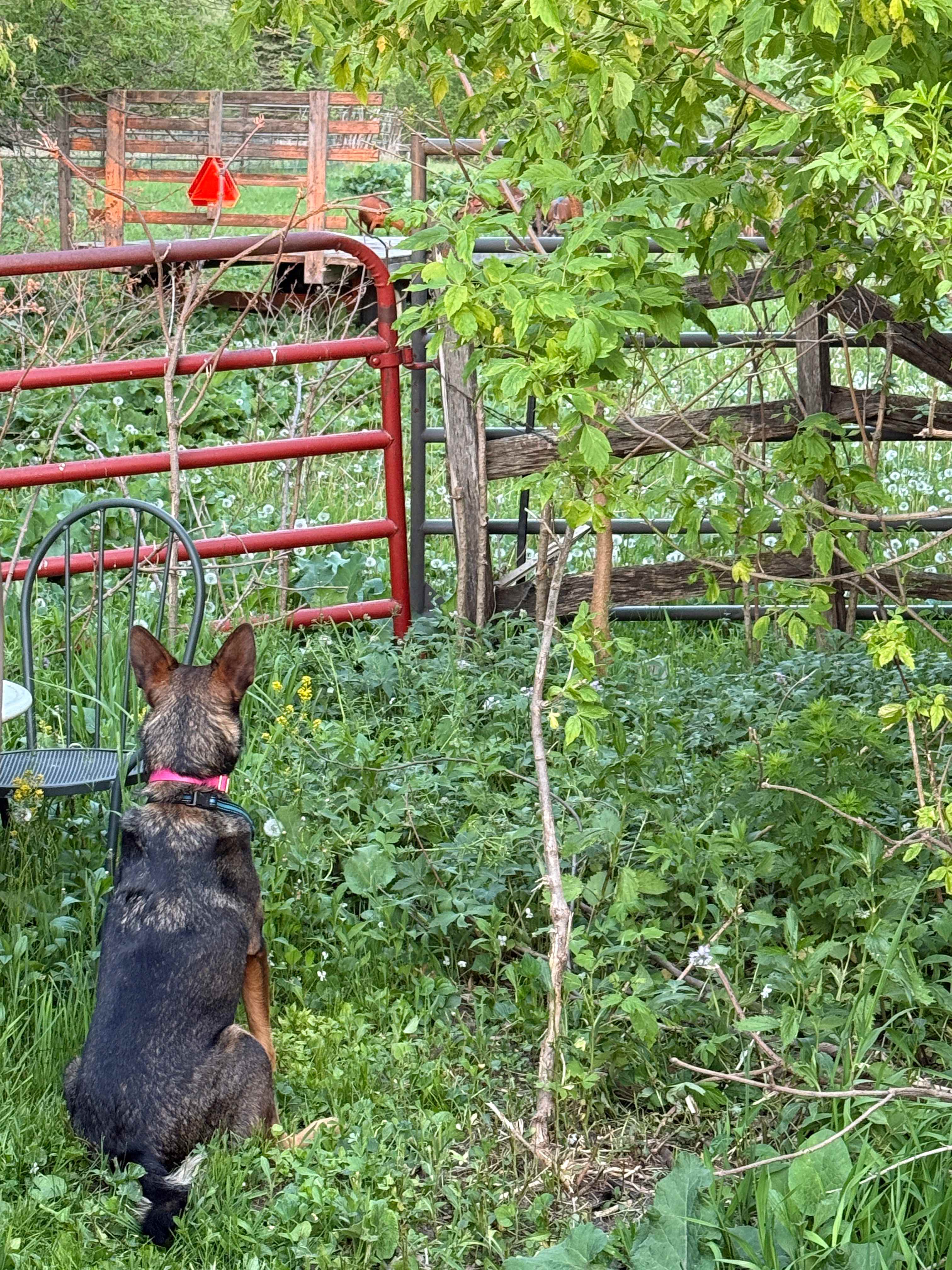 Chloe watching the goats!