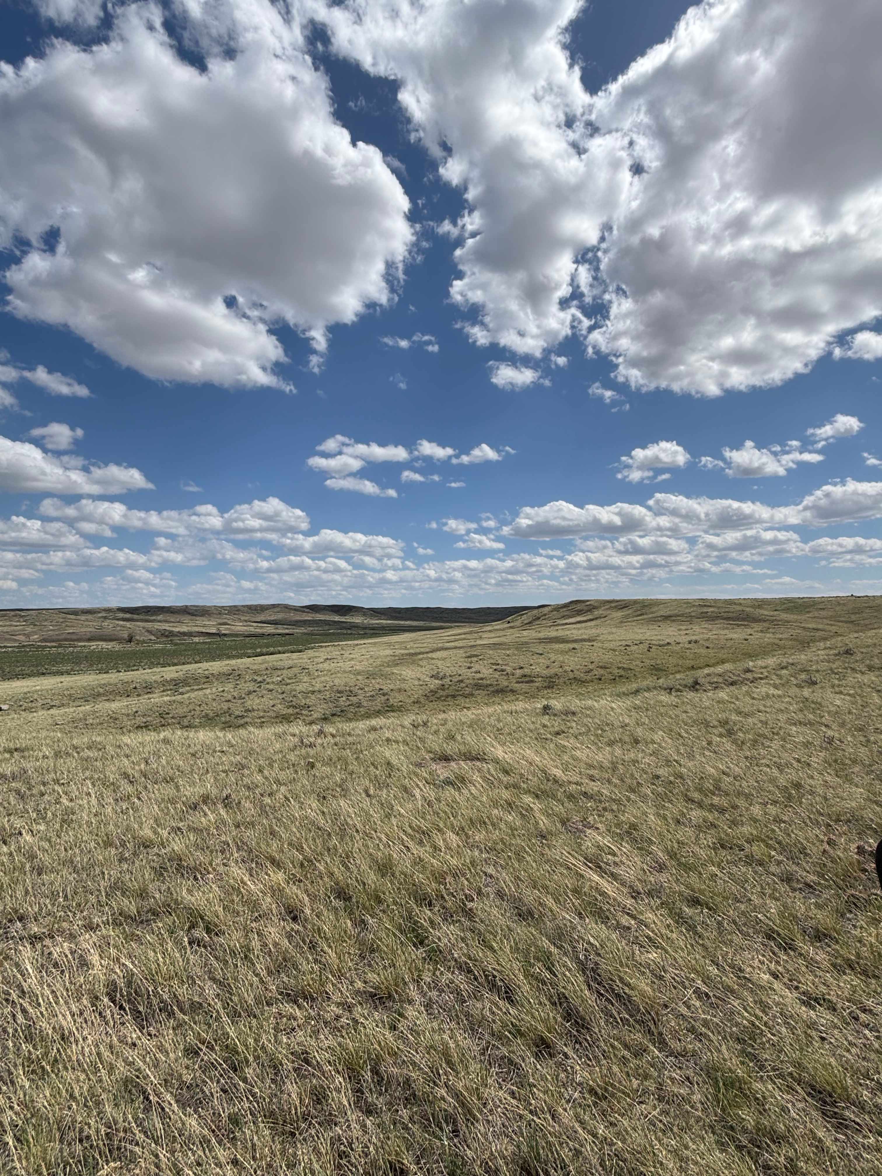 American Prairie Buffalo Camp