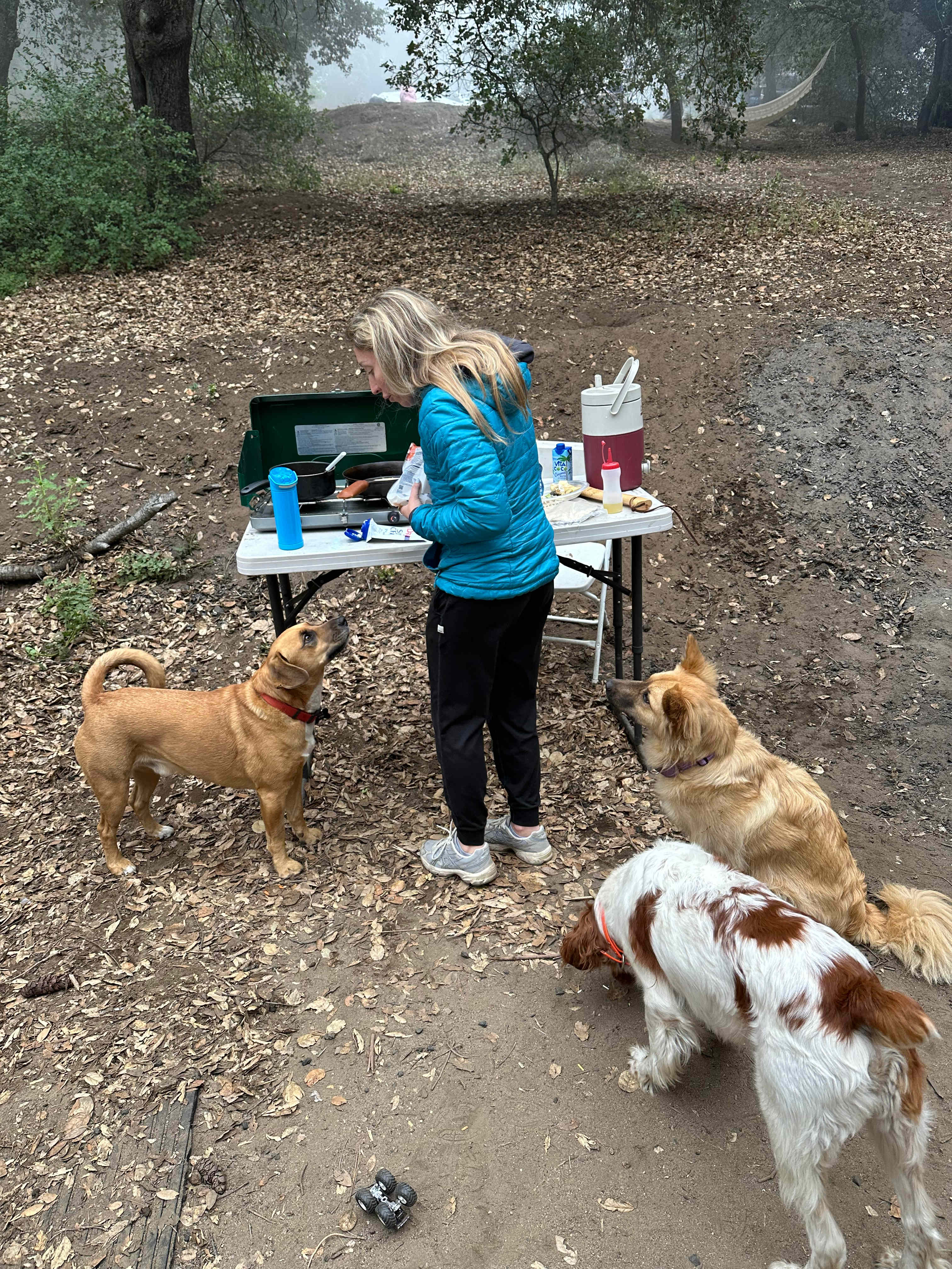 Truly dog Disneyland 