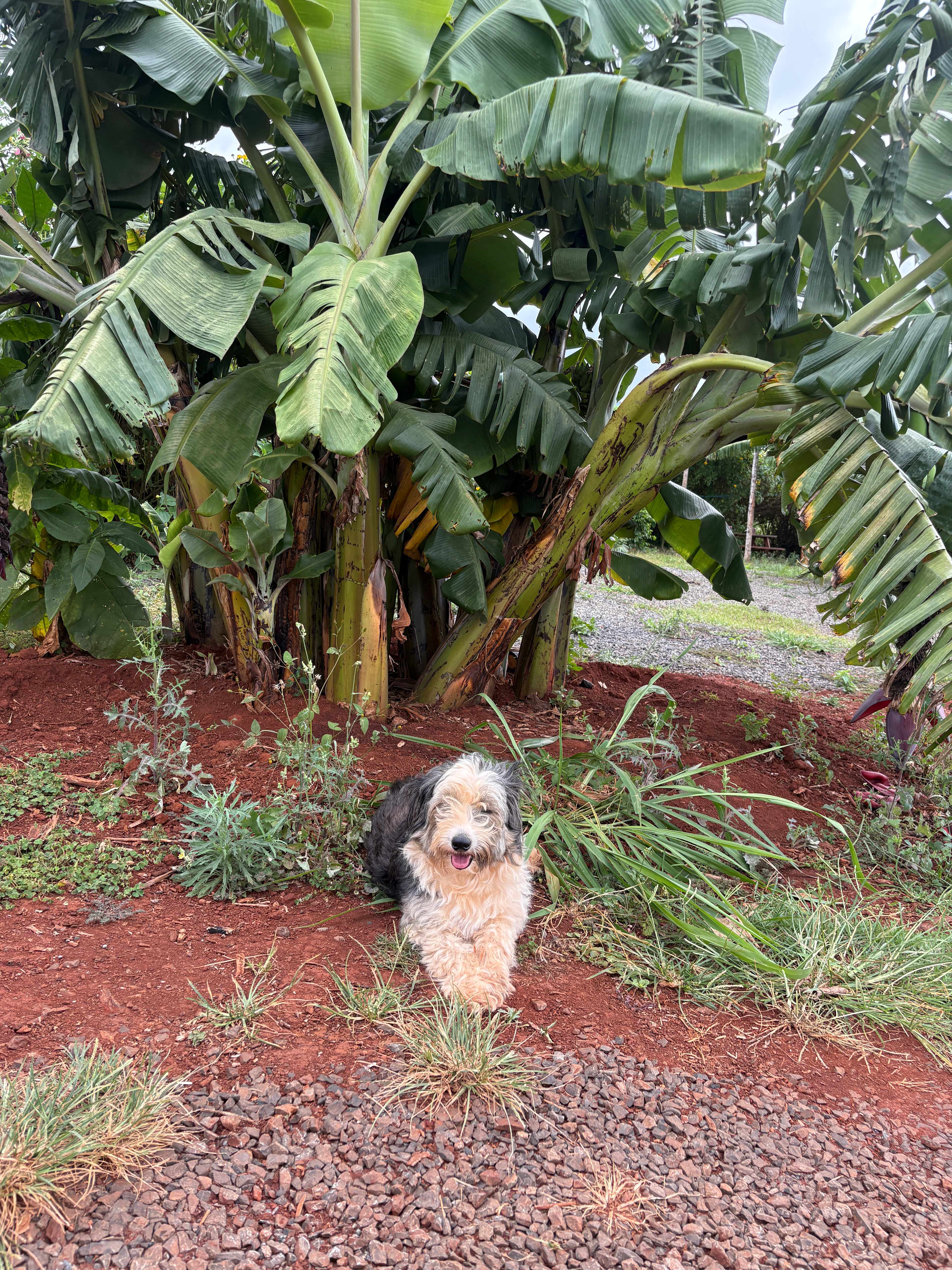 Living Circle Farms Hawaii