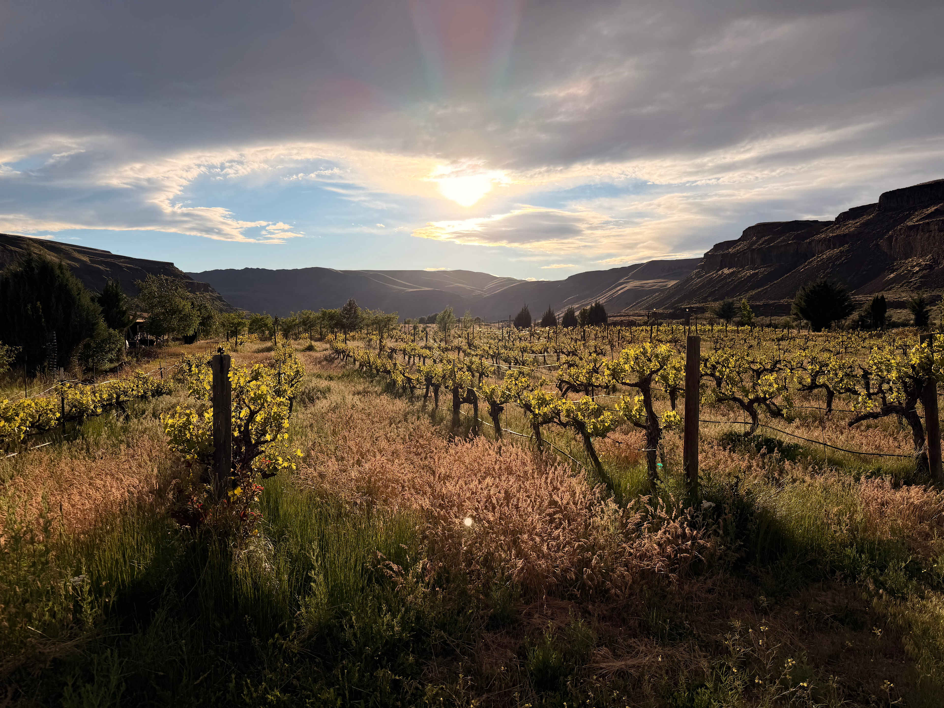 Del Rosario Family Vineyard