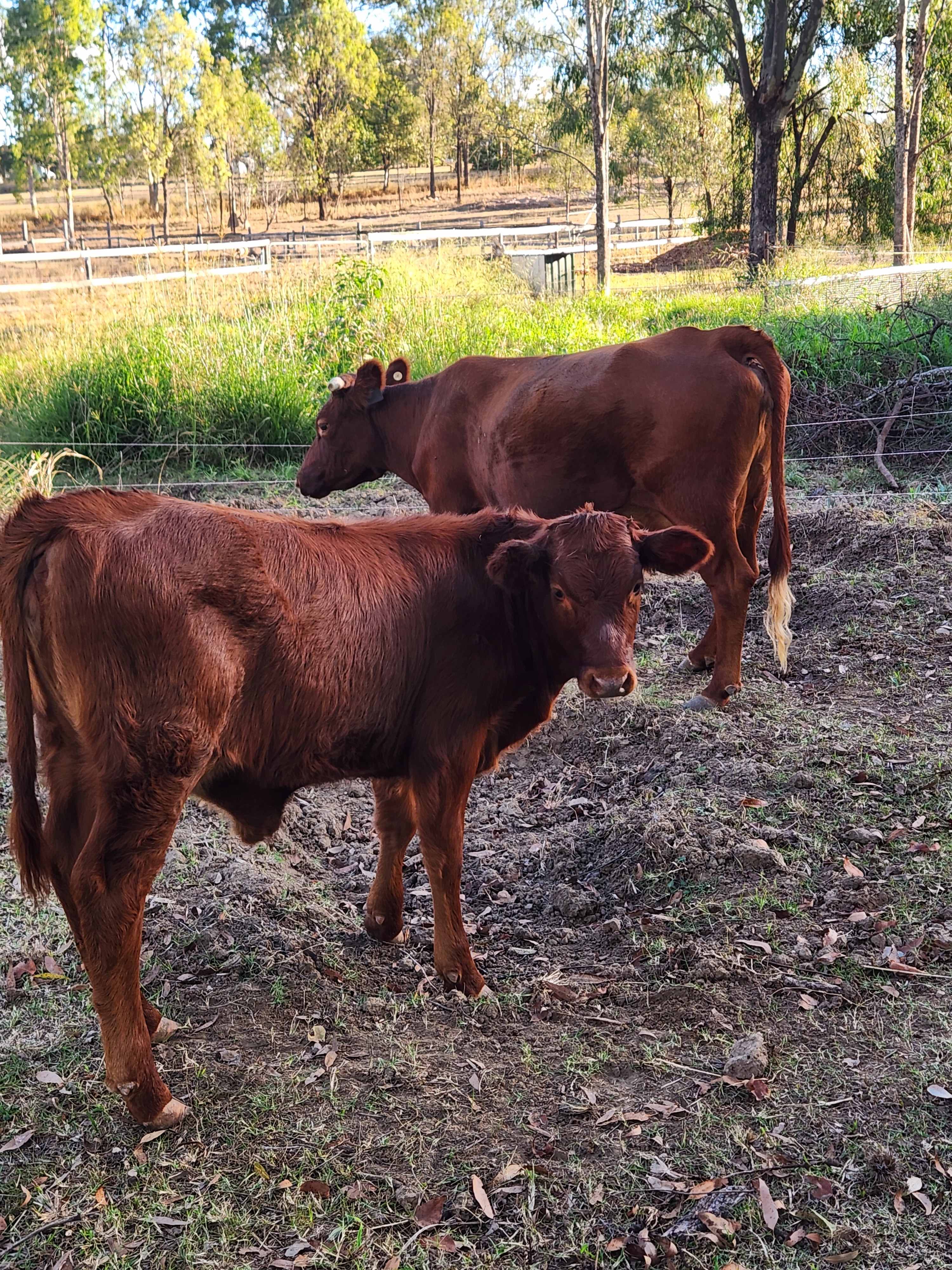 A couple of cows