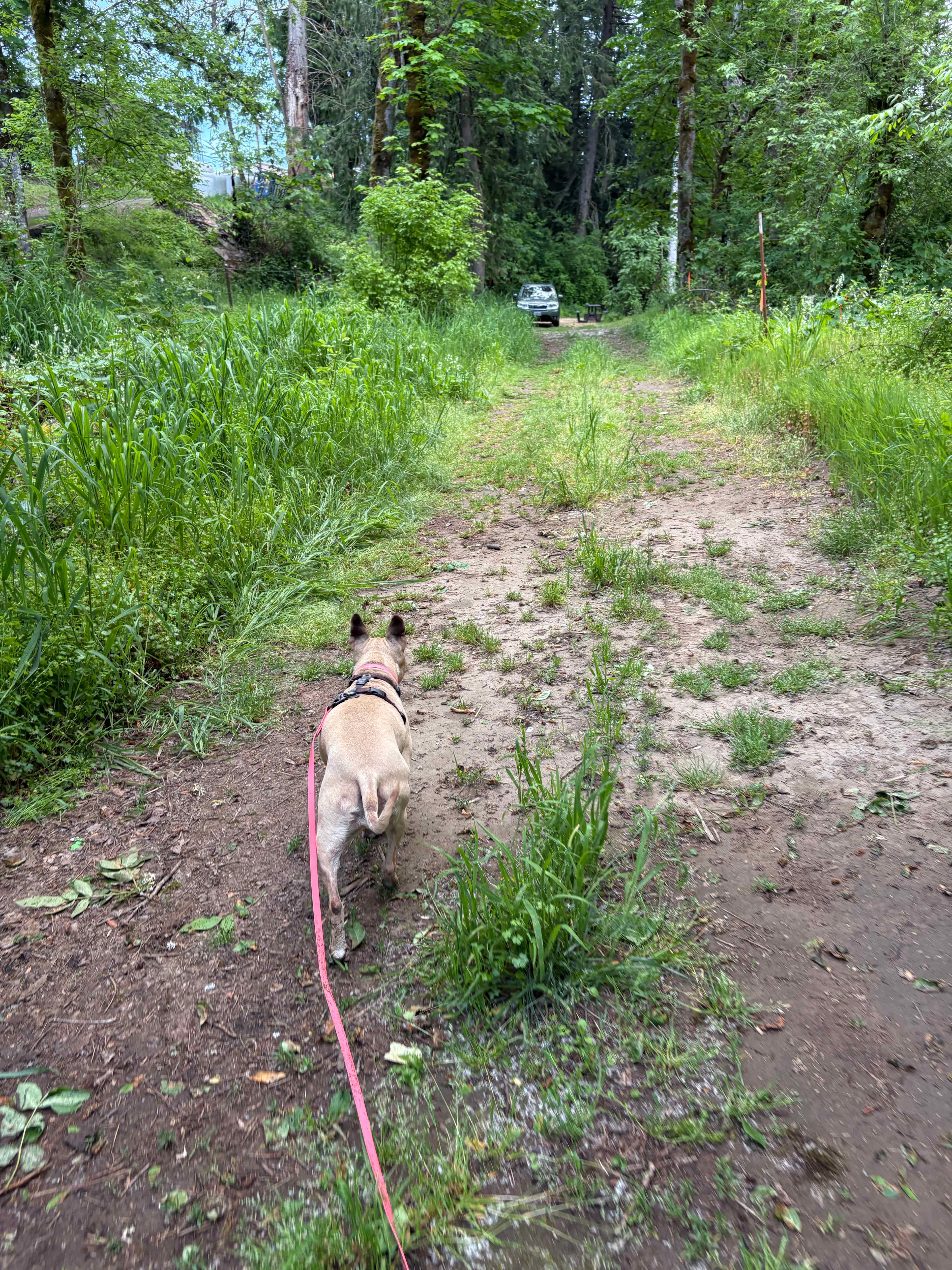 My dog walking back to our site