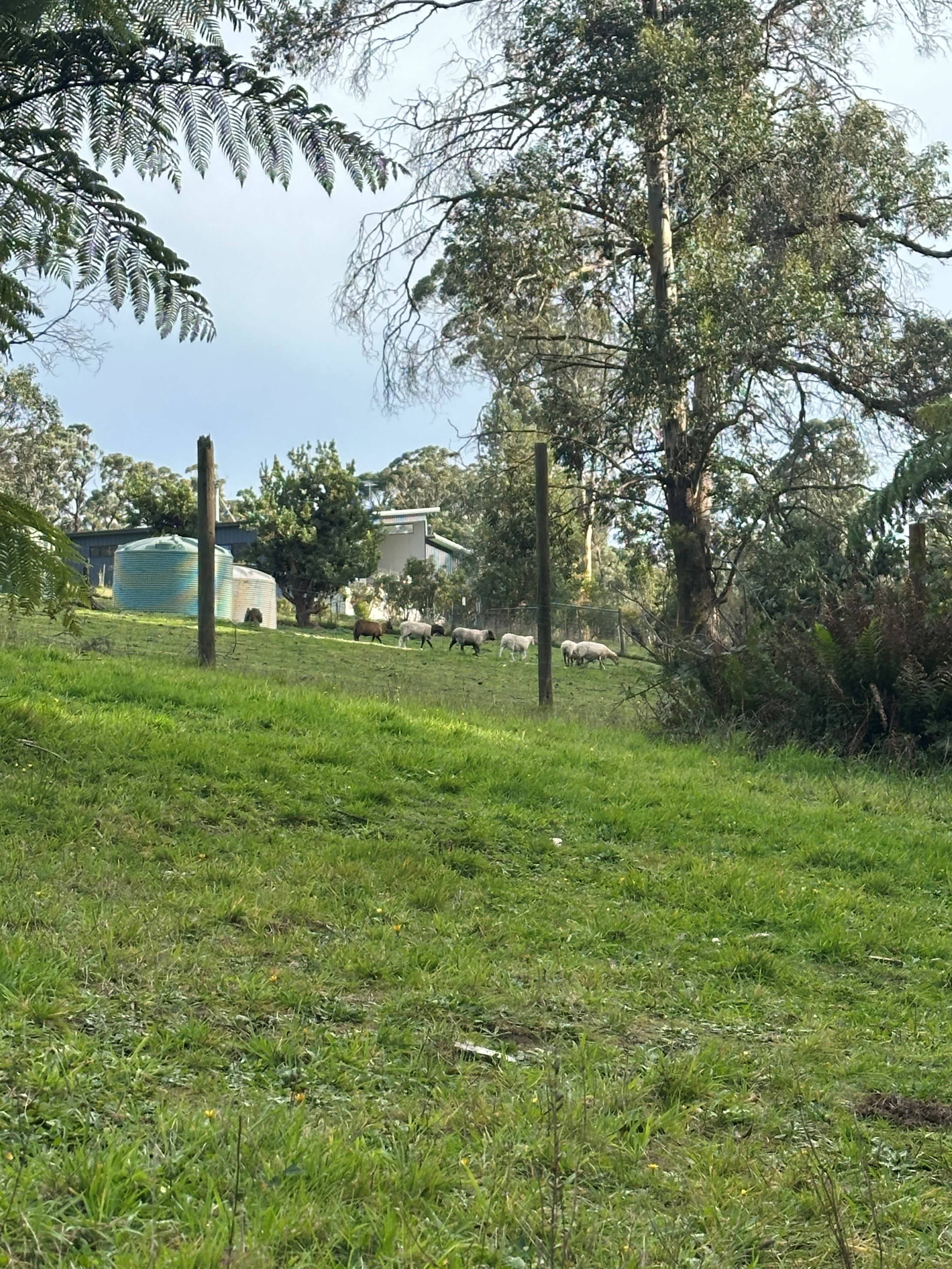 Mountain Flower Farm