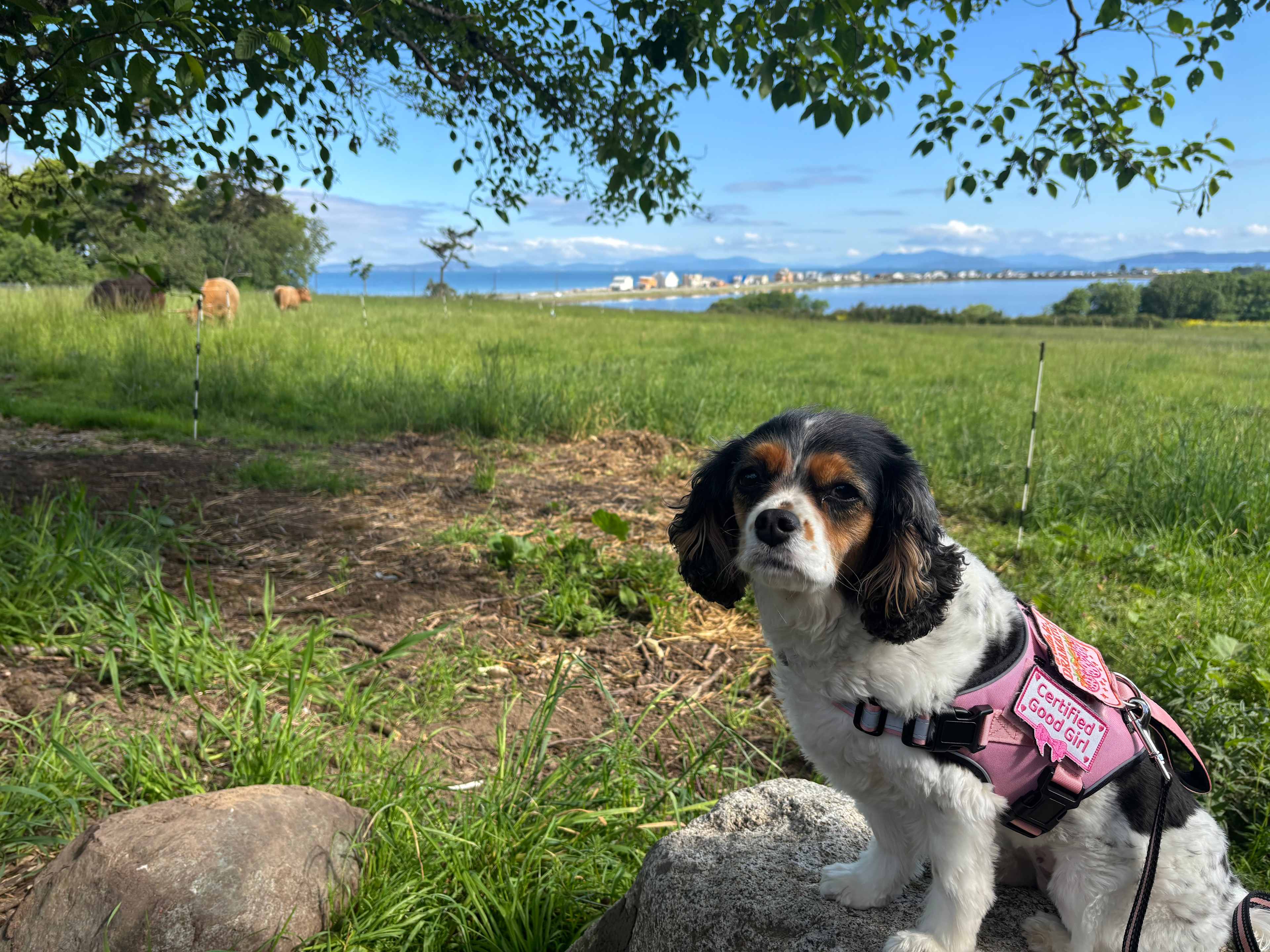 Whidbey Highland Farm