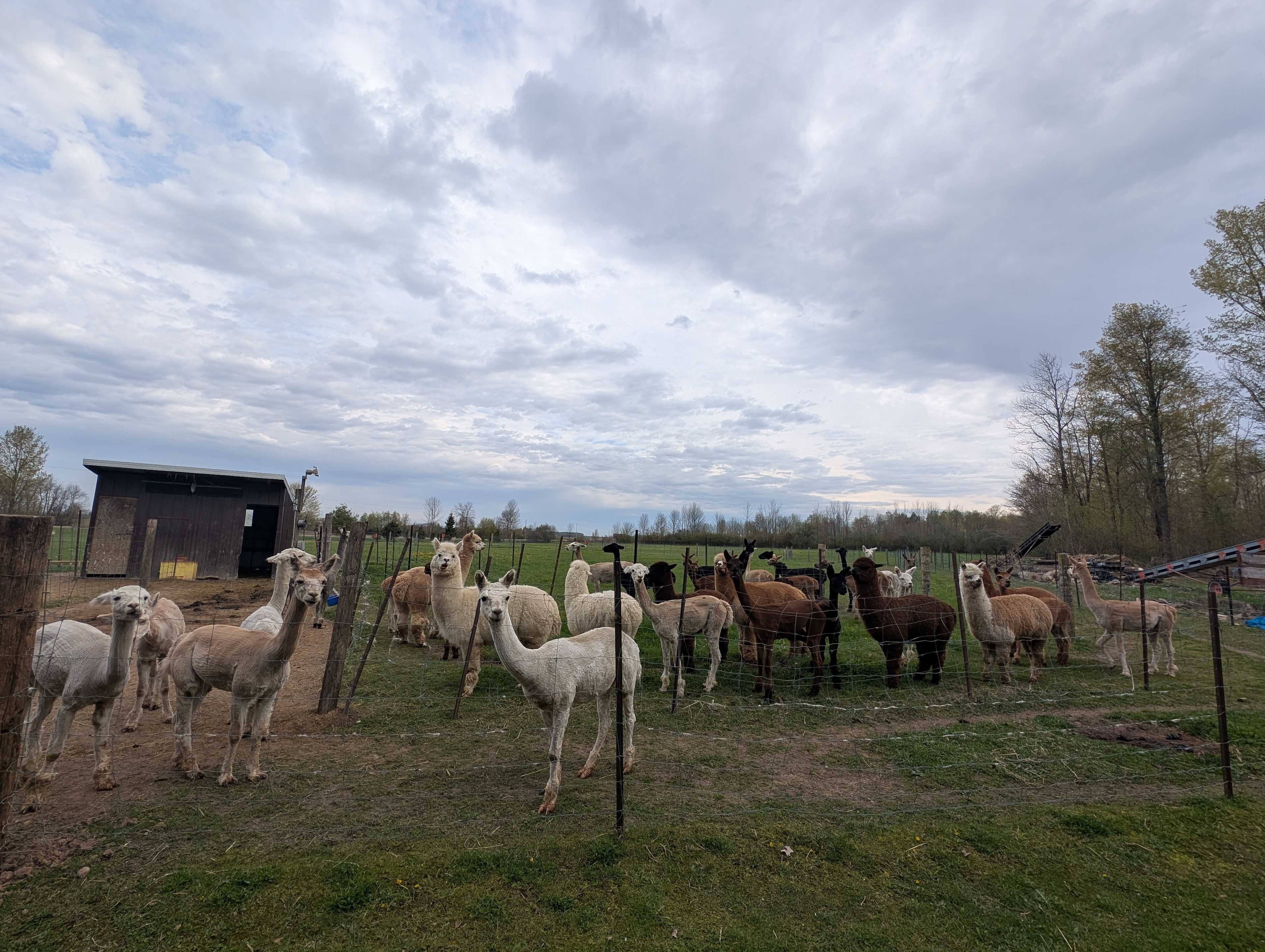 Pootcorners Alpacas