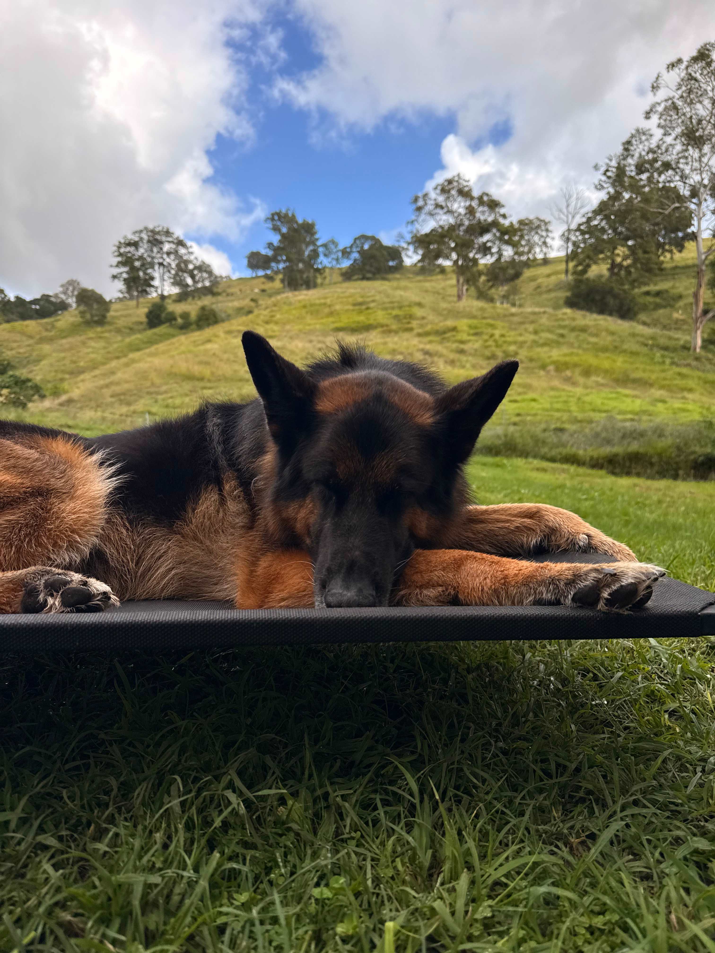 Dog friendly